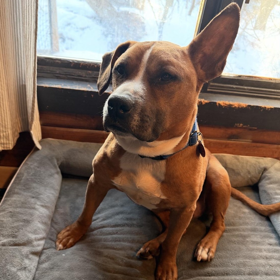 Enlarge Meatloaf , a ADOPTABLE mixed breed in South Plainfield, NJ image 6/6