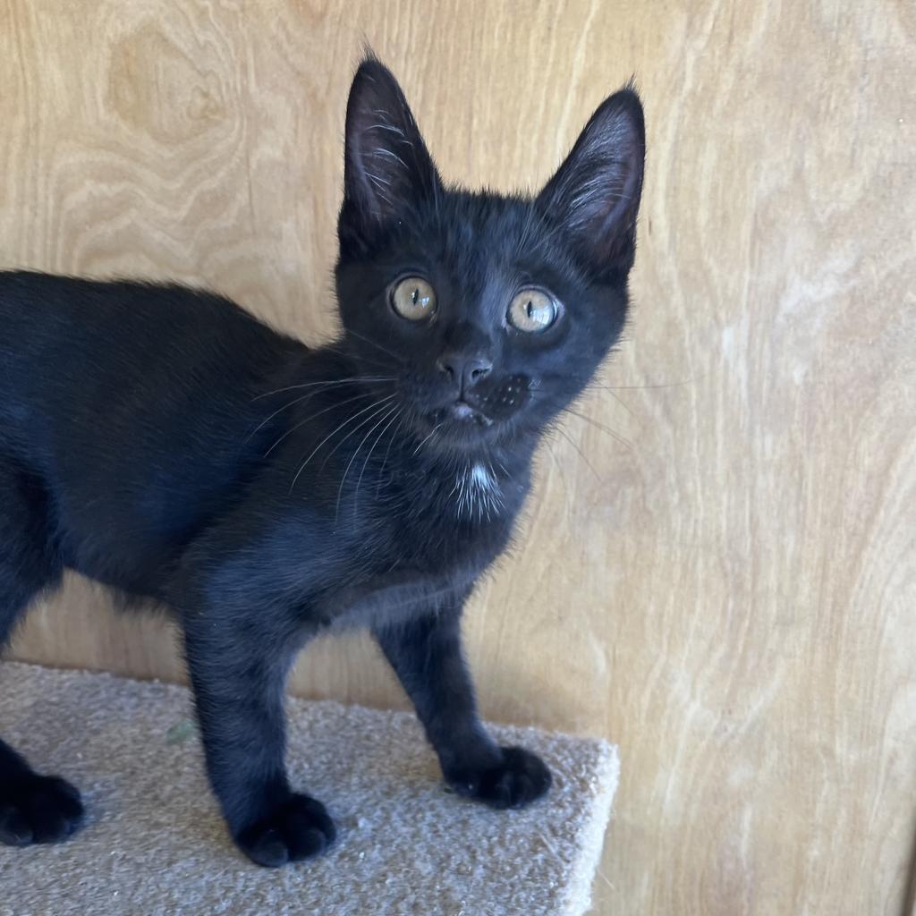 Clive, a Adoptable mixed breed in Aberdeen, WA image 1/2