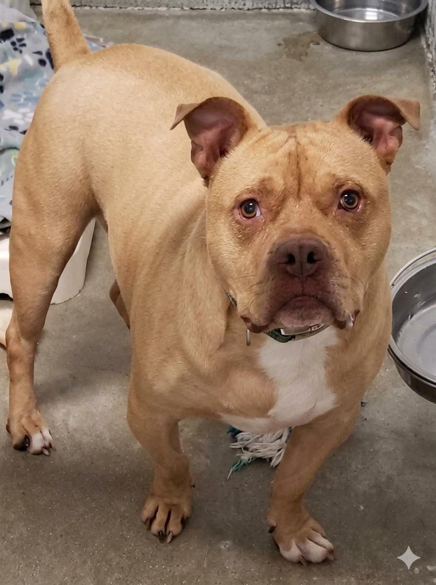 STROMBOLI, Adoptable, Adult Male American Bulldog.