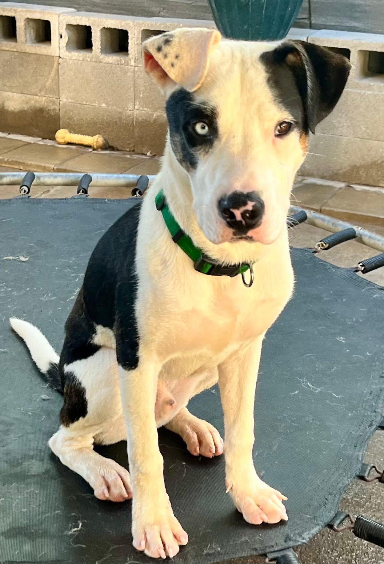 Crysler J, a Adoptable mixed breed in Dallas, TX image 1/3