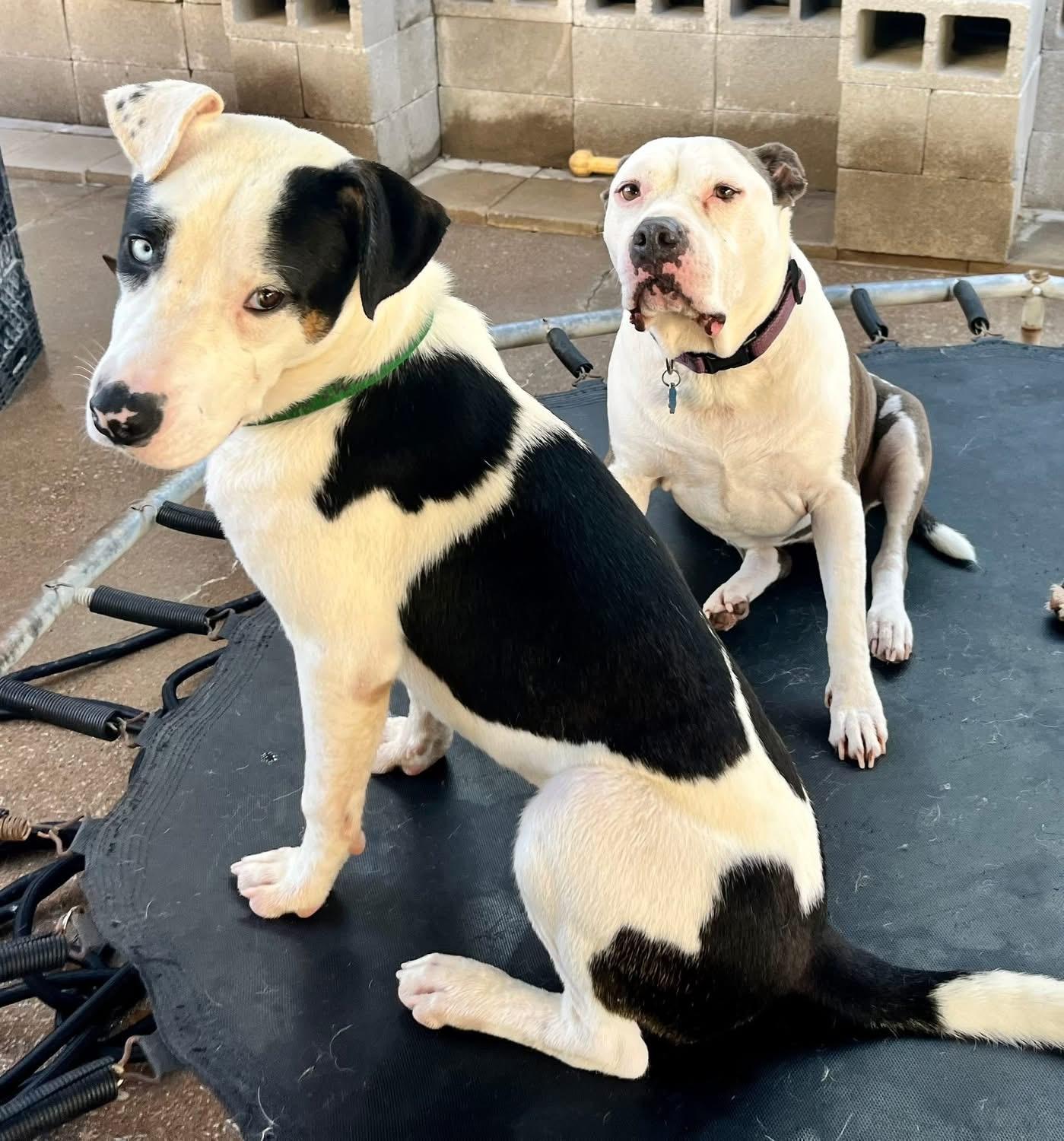 Crysler J, a Adoptable mixed breed in Dallas, TX image 3/3