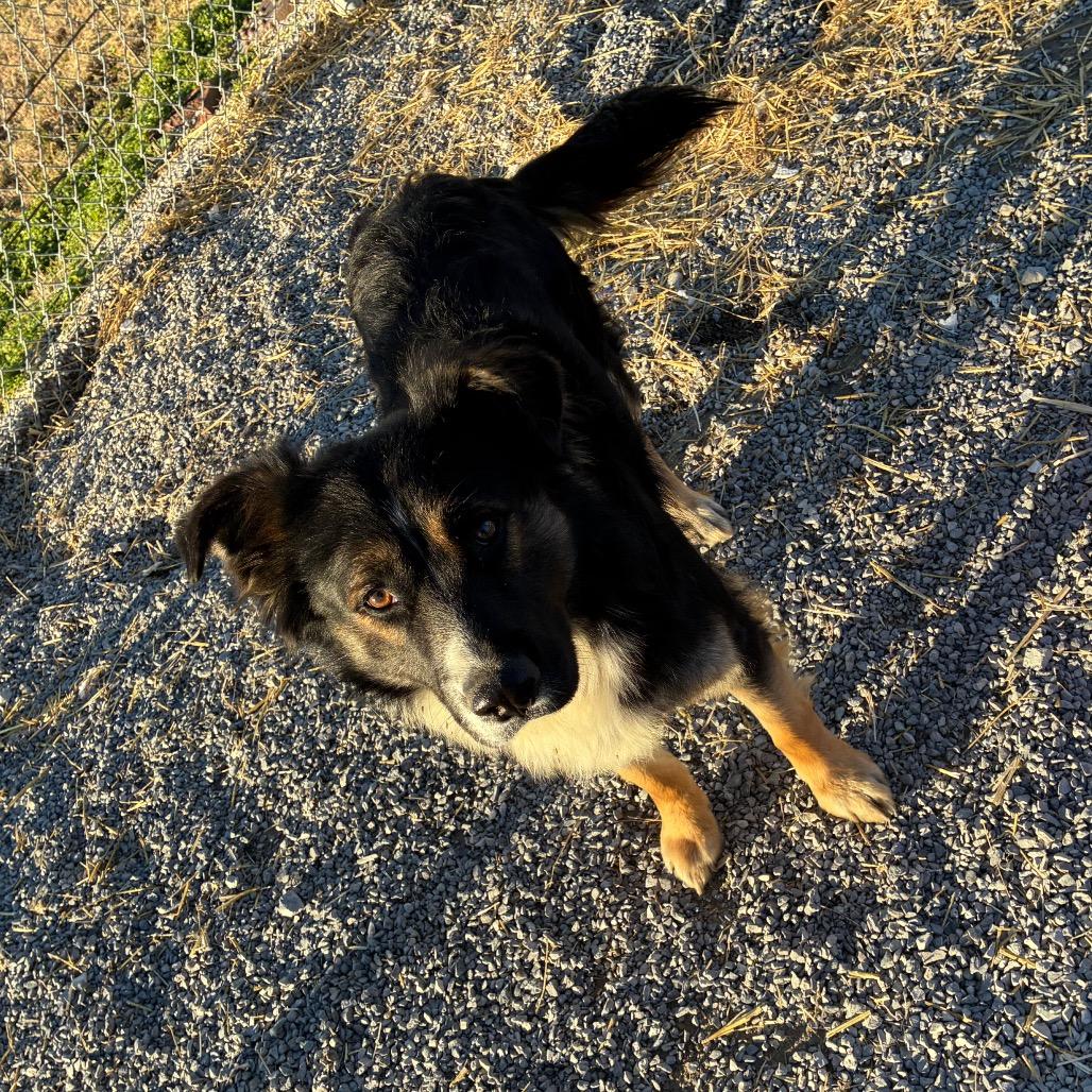 Paul, Adoptable, Young Male Australian Shepherd & Great Pyrenees.