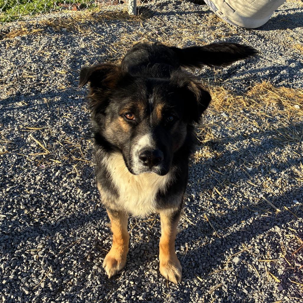 Enlarge Paul, a Adoptable mixed breed in Morganfield, KY image 2/3