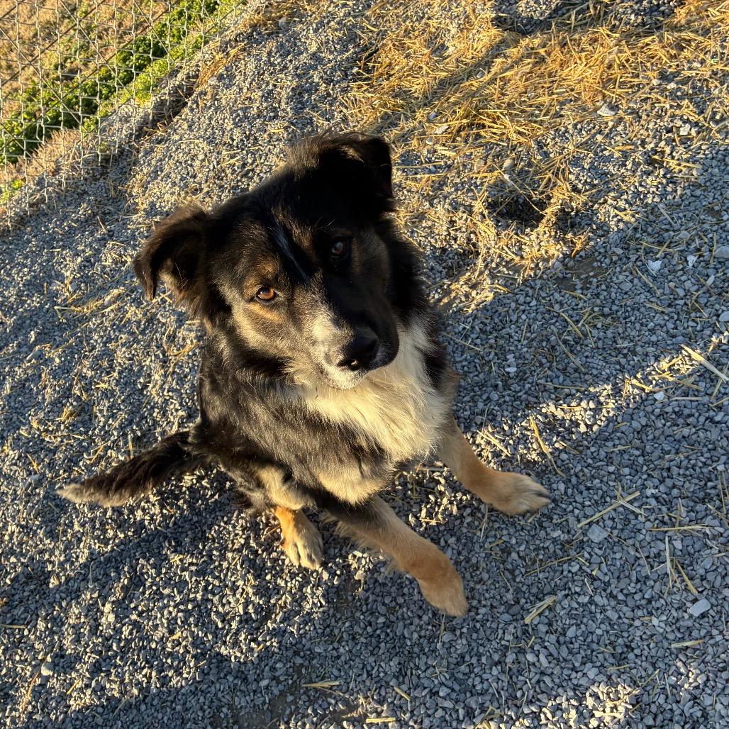 Enlarge Paul, a Adoptable mixed breed in Morganfield, KY image 3/3