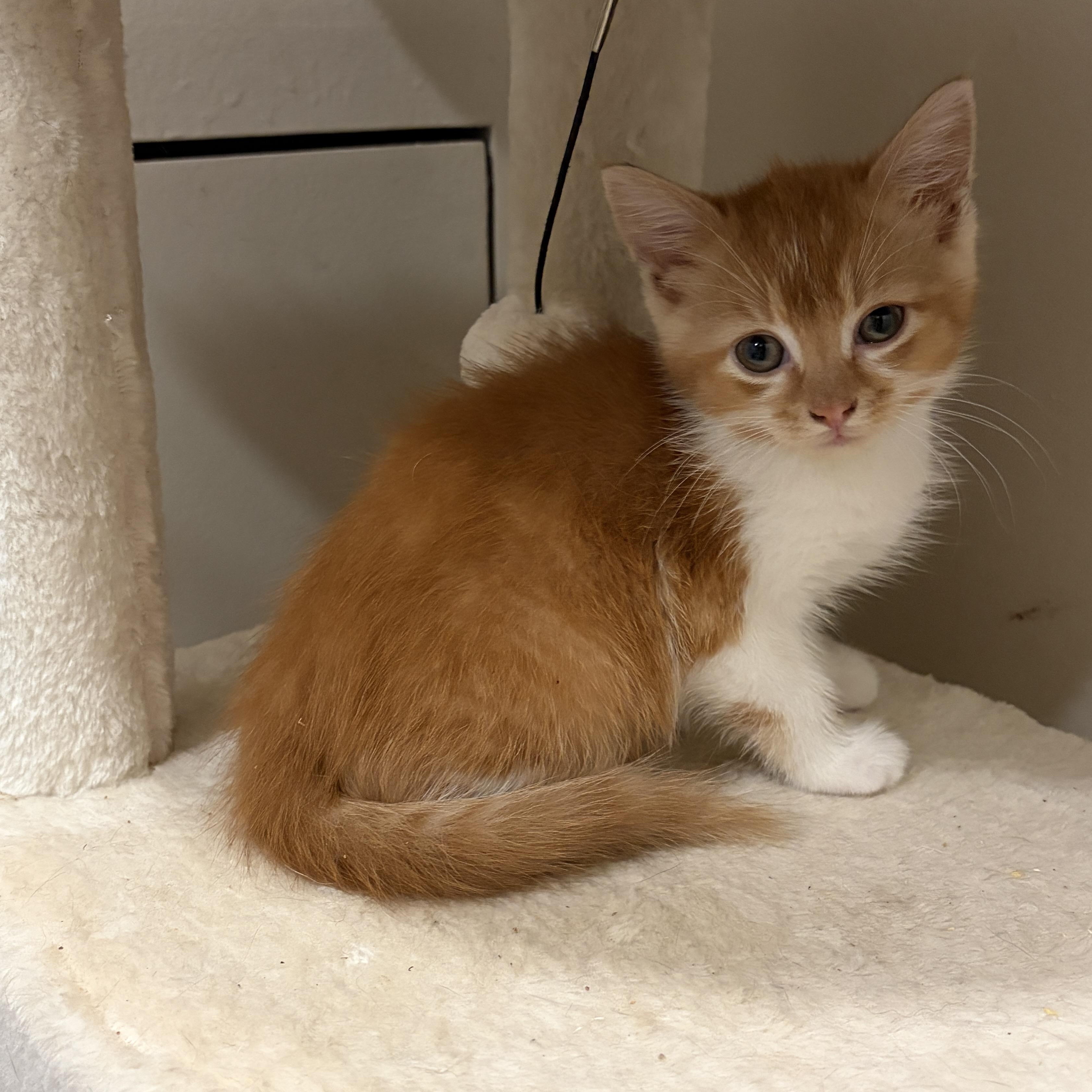 Thumper, Adoptable, Kitten Male Domestic Short Hair.