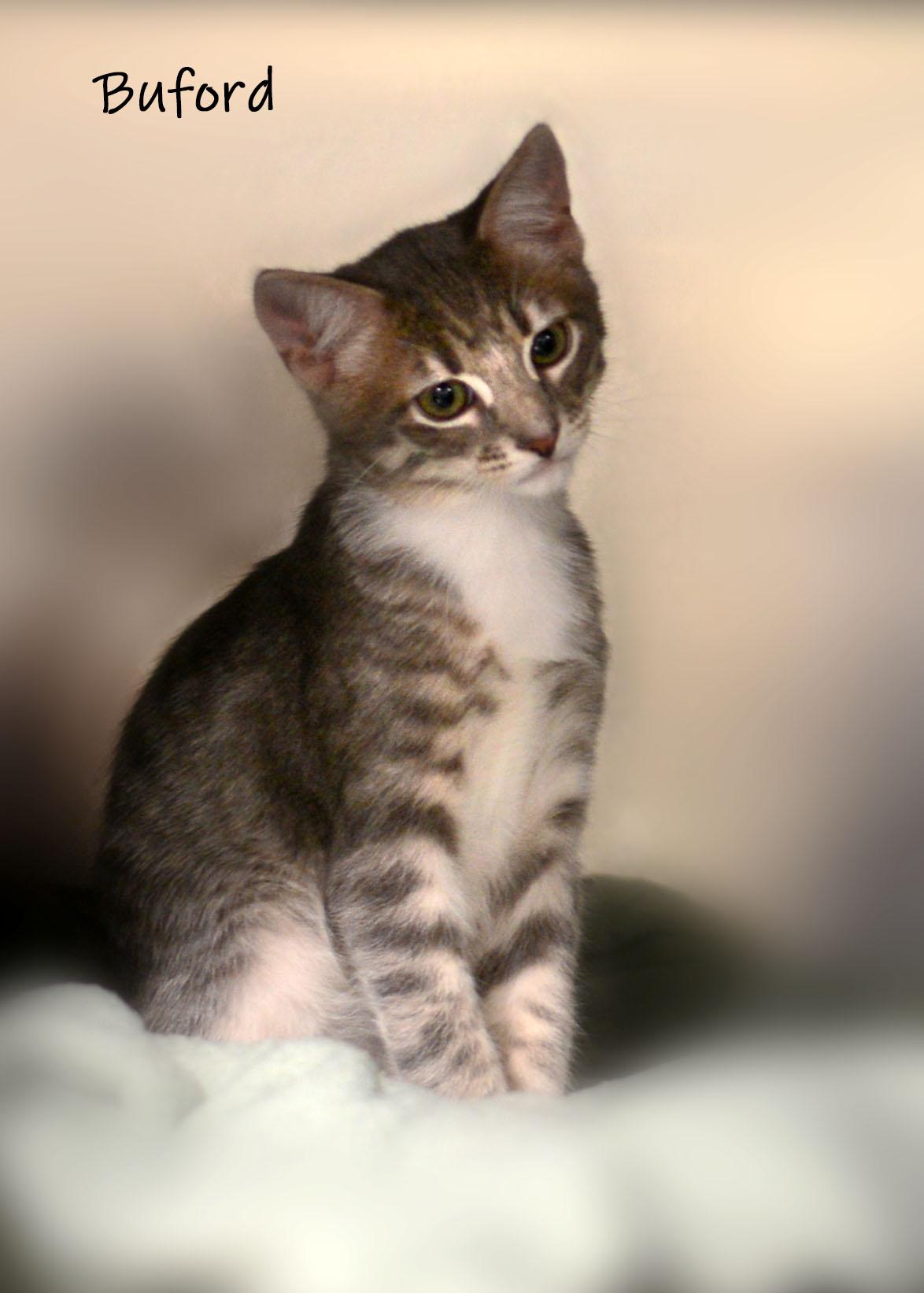 Buford, a ADOPTABLE Domestic Short Hair in Bishop, GA image 1/2