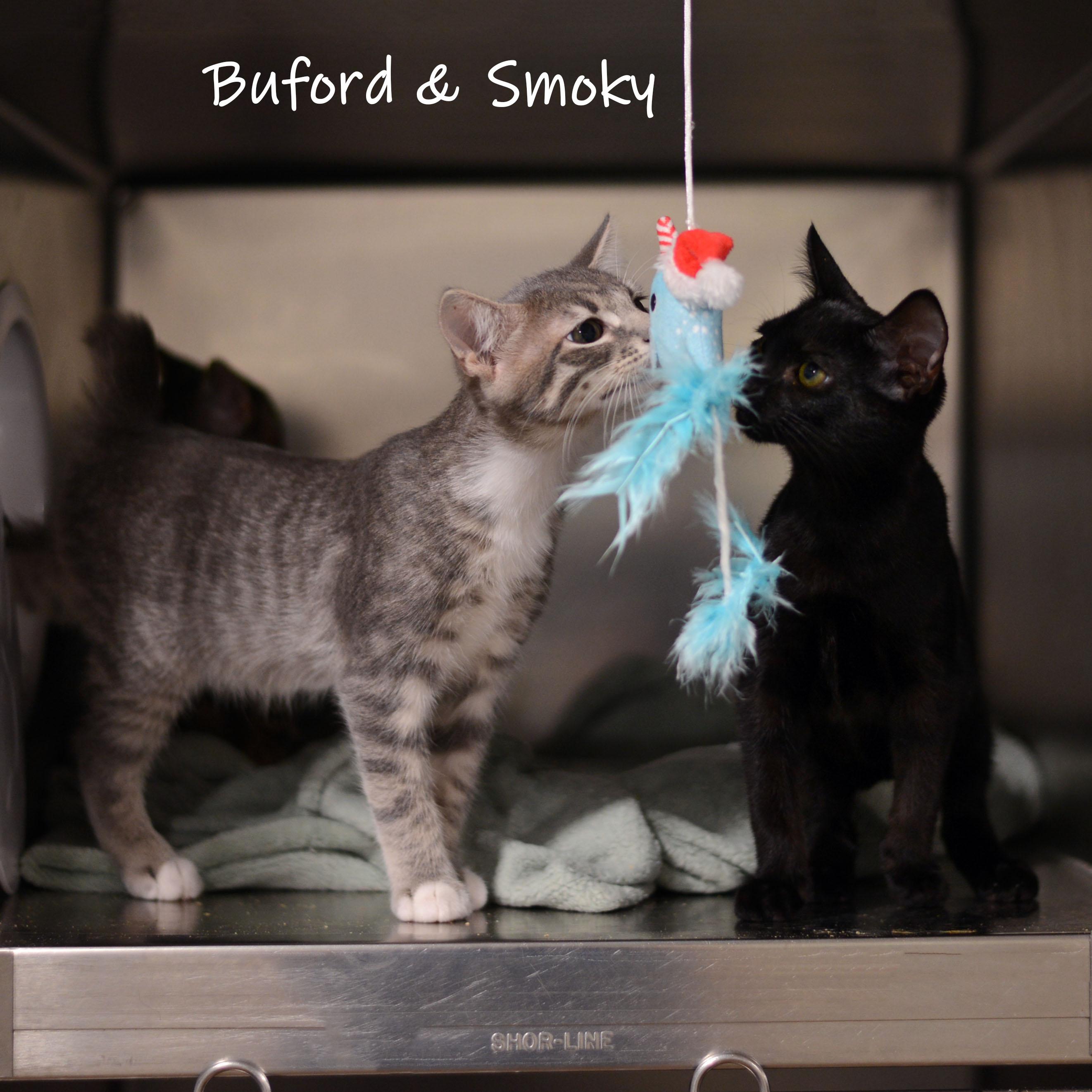 Buford, a ADOPTABLE Domestic Short Hair in Bishop, GA image 2/2
