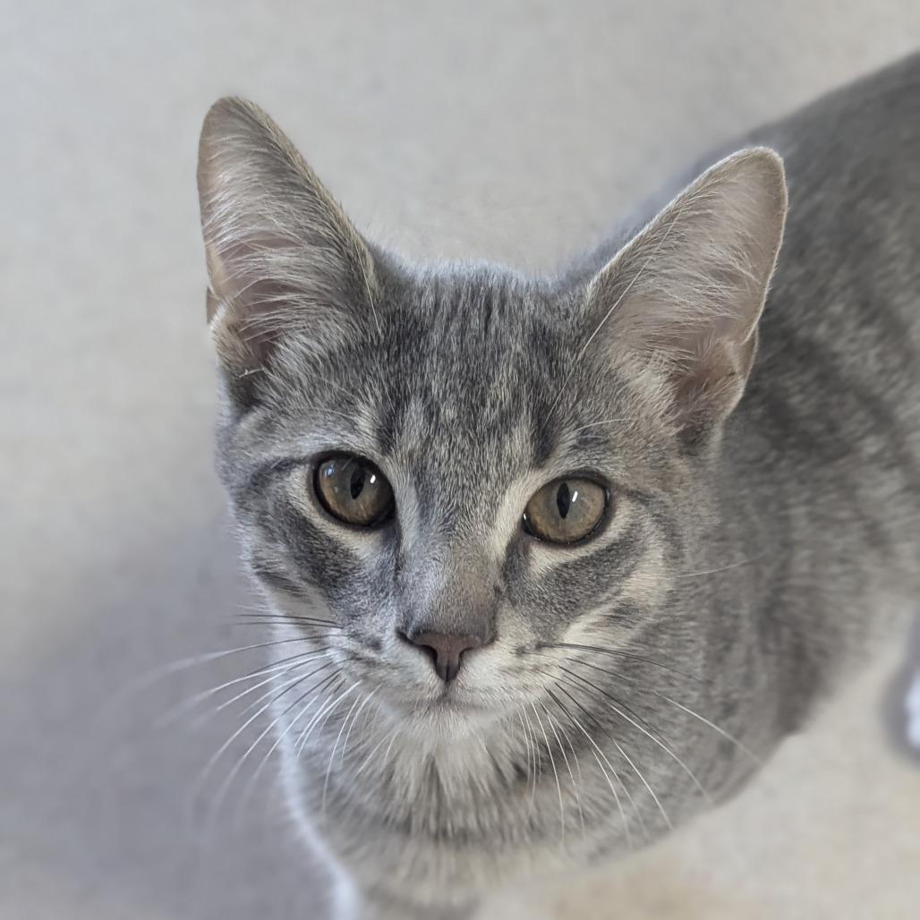 Enlarge DJ, a Adoptable Domestic Short Hair in Fenton, MI image 1/1