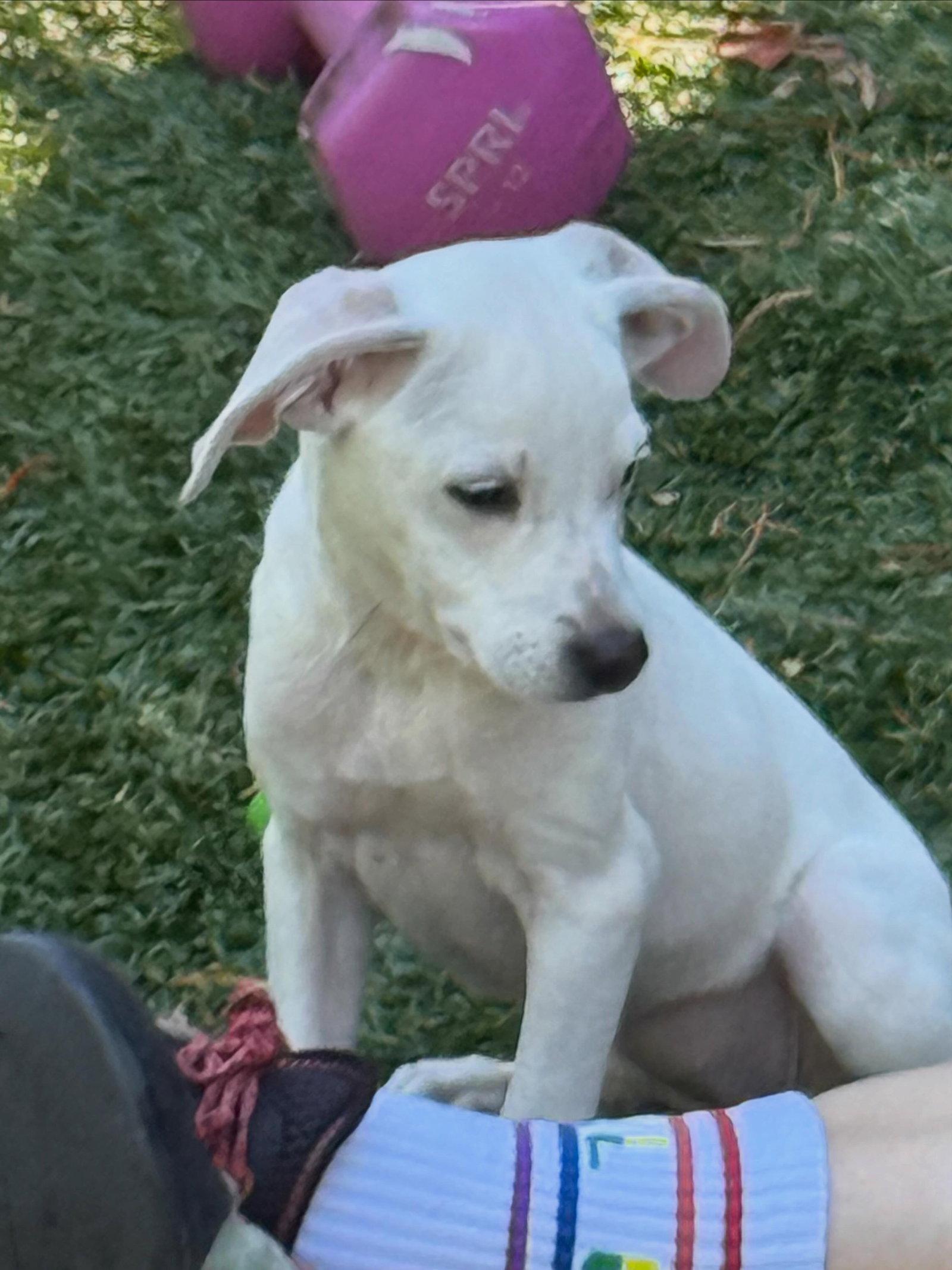 Luna, Adoptable, Young Female Terrier & Hound.