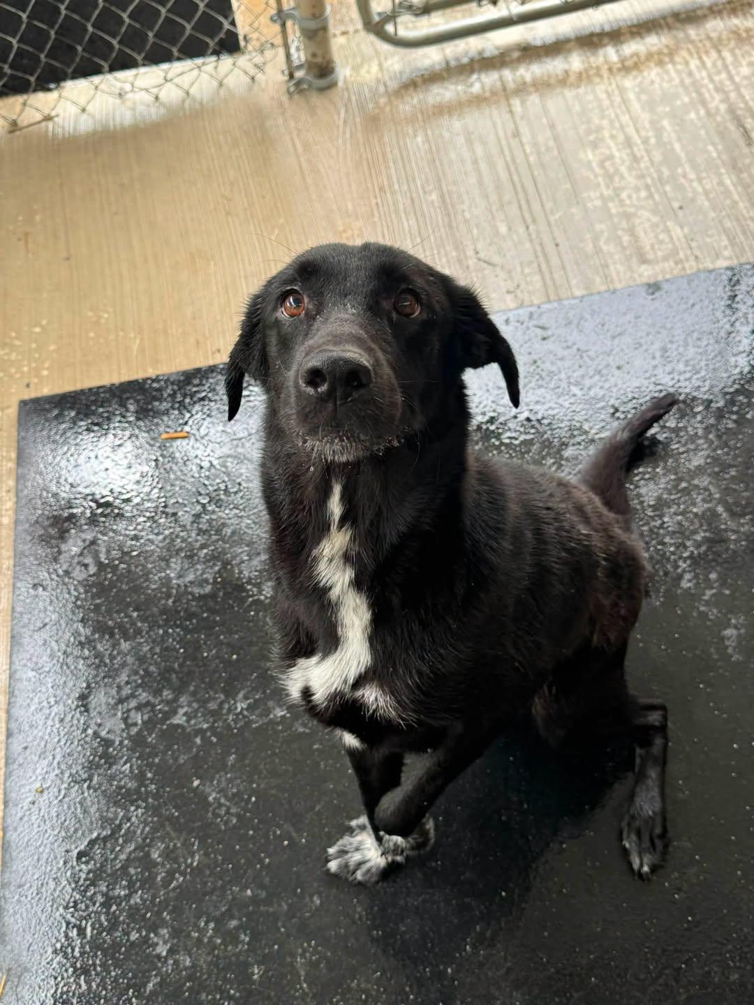 Enlarge Bosco, a Adopted Labrador Retriever in Rowlett, TX image 1/1