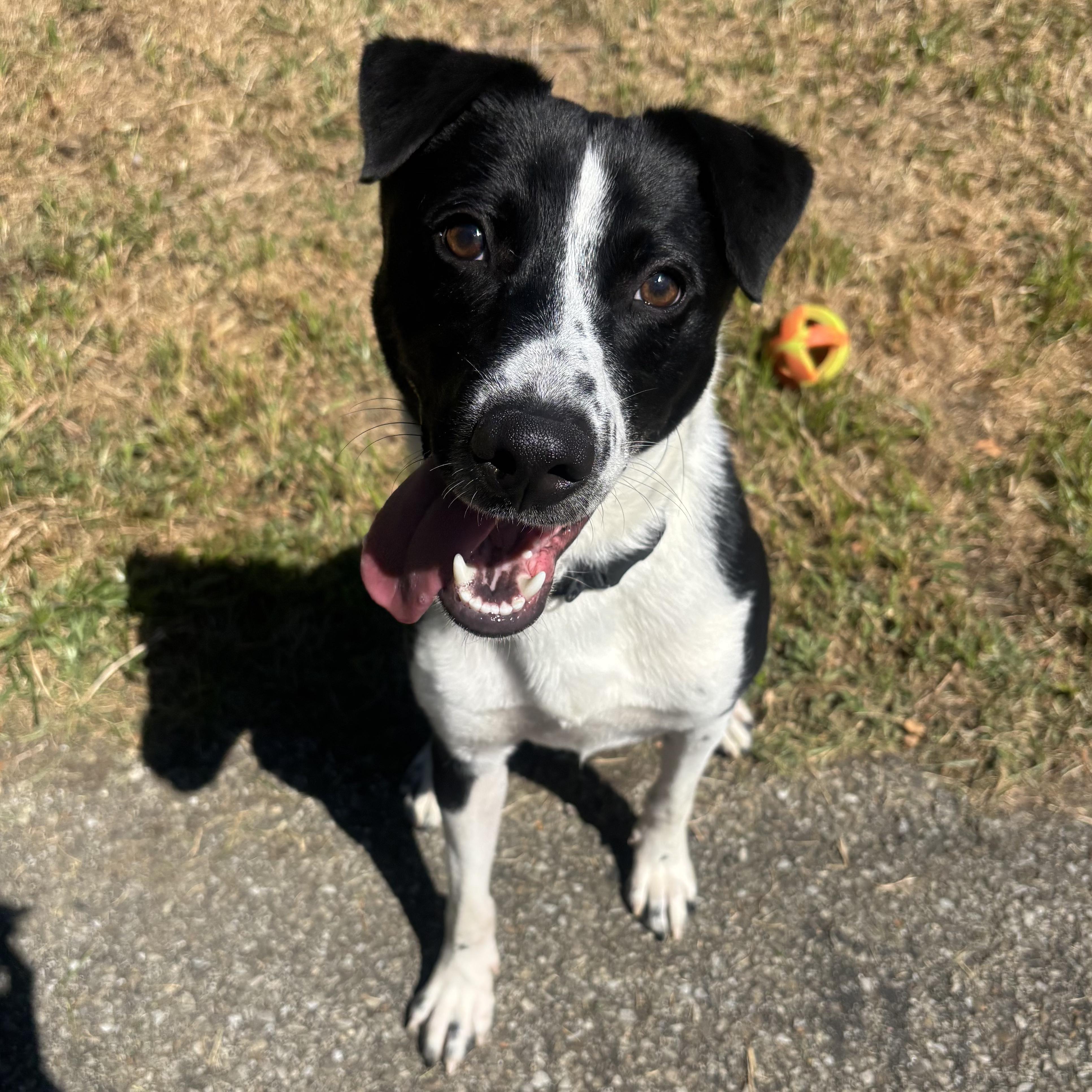 Loki, a Adoptable mixed breed in Waynesburg, PA image 1/9