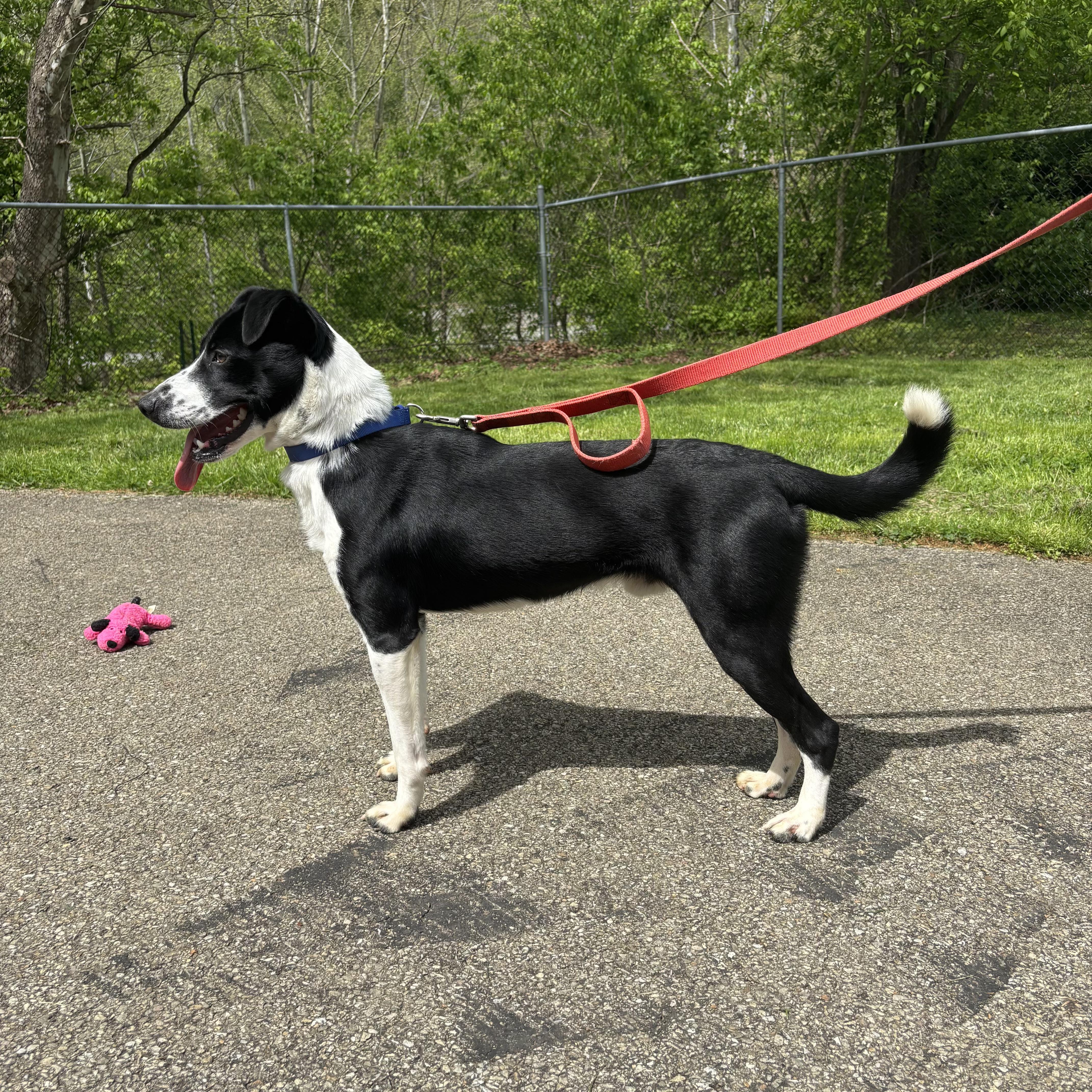 Loki, Adoptable, Young Male Collie.