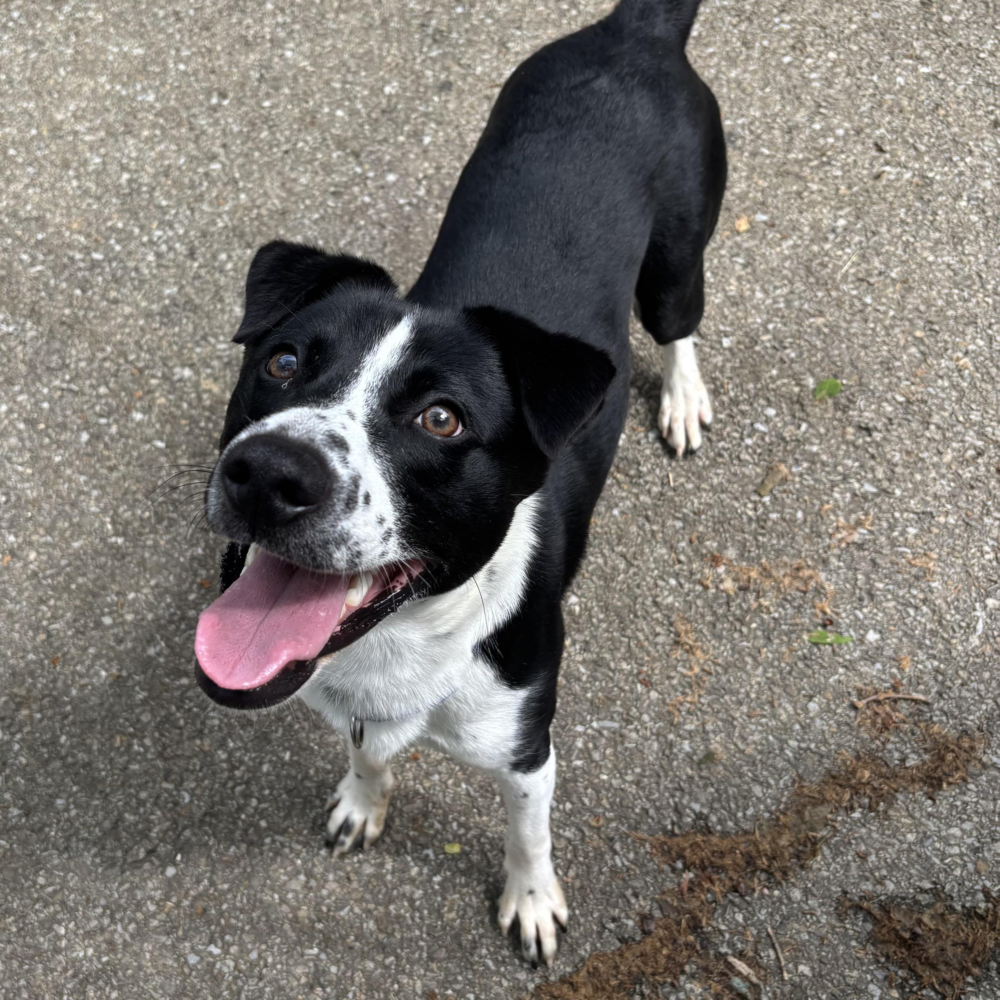 Loki, a Adoptable mixed breed in Waynesburg, PA image 6/9