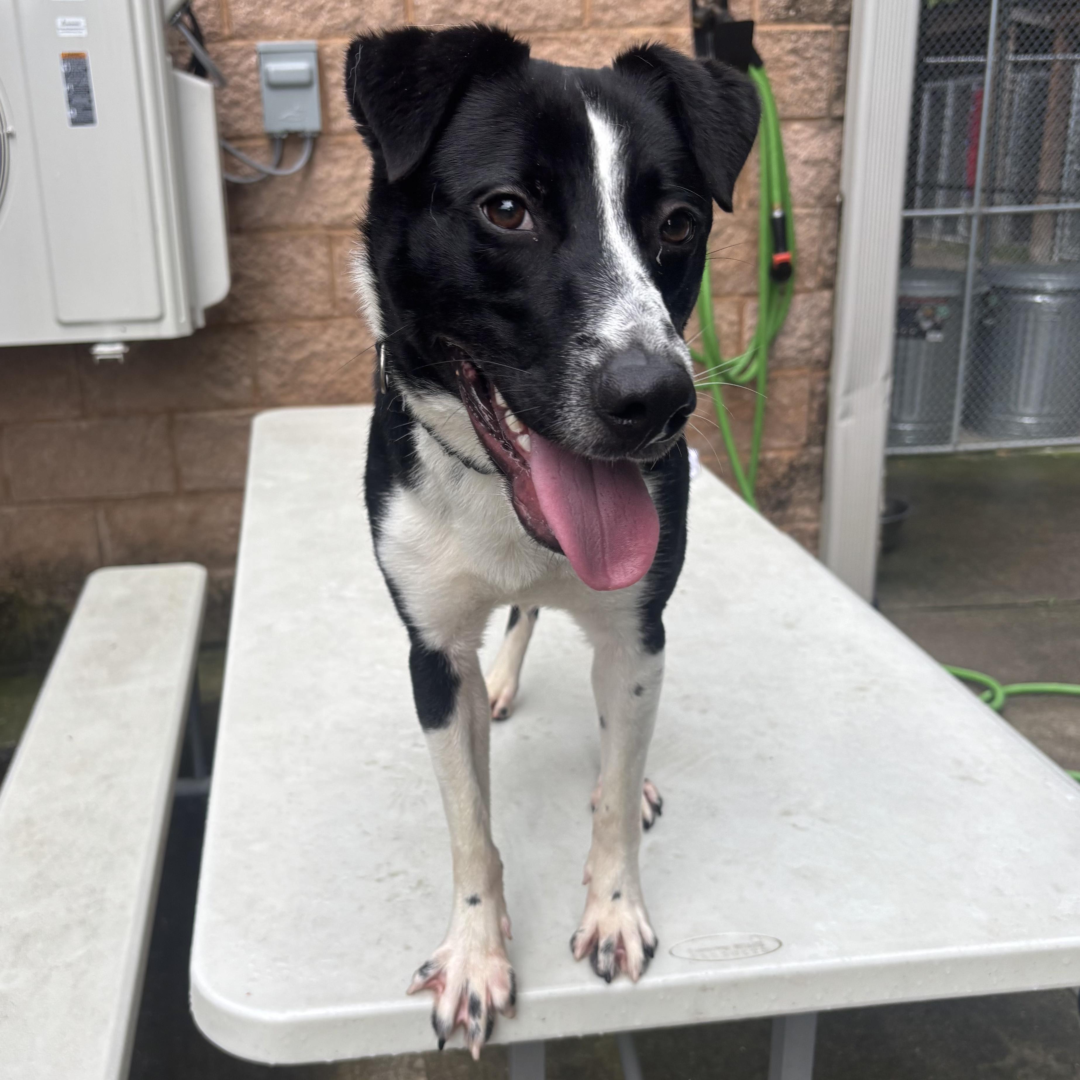 Loki, a Adoptable mixed breed in Waynesburg, PA image 5/9