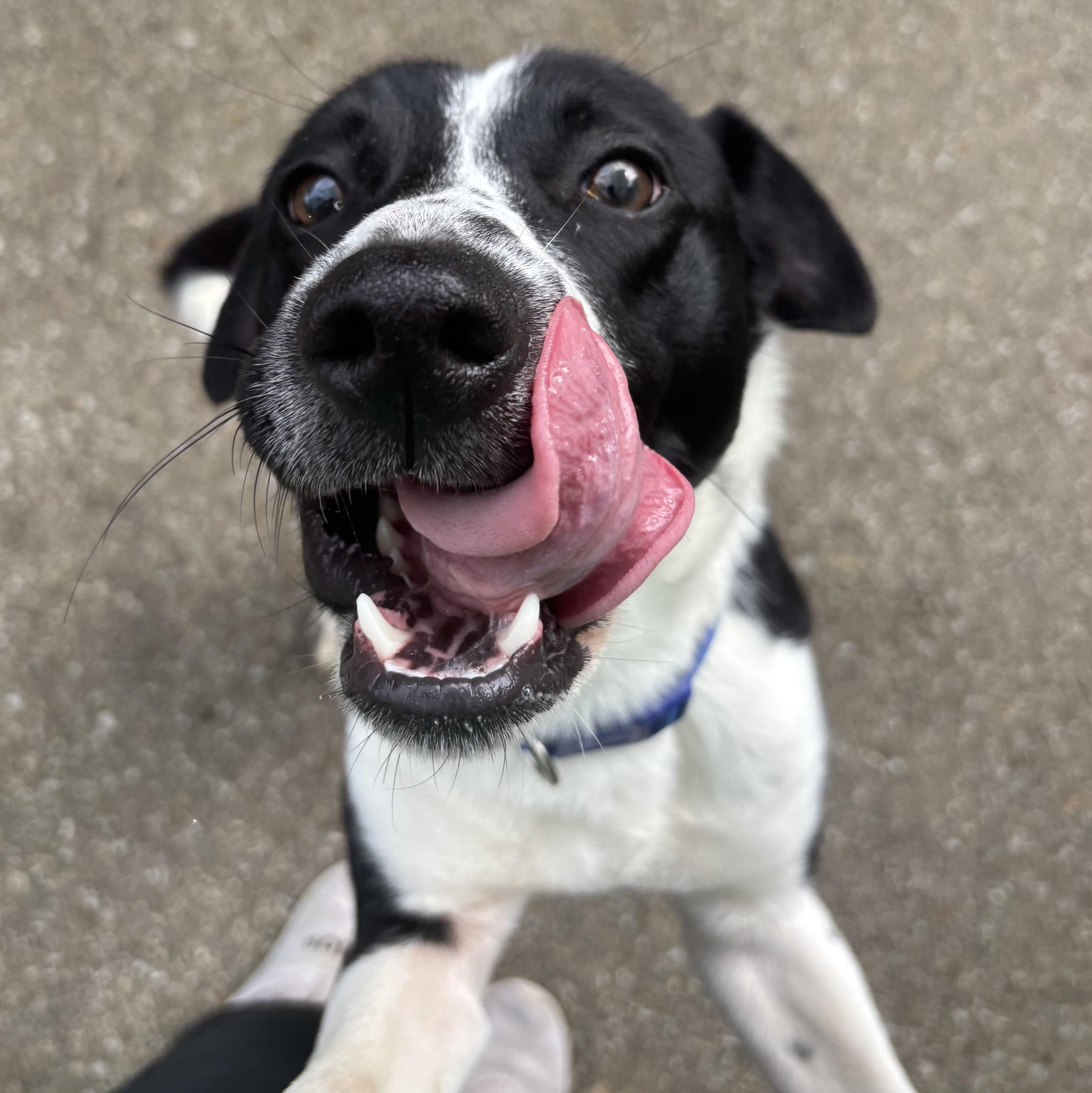 Enlarge Loki, a Adoptable mixed breed in Waynesburg, PA image 9/9