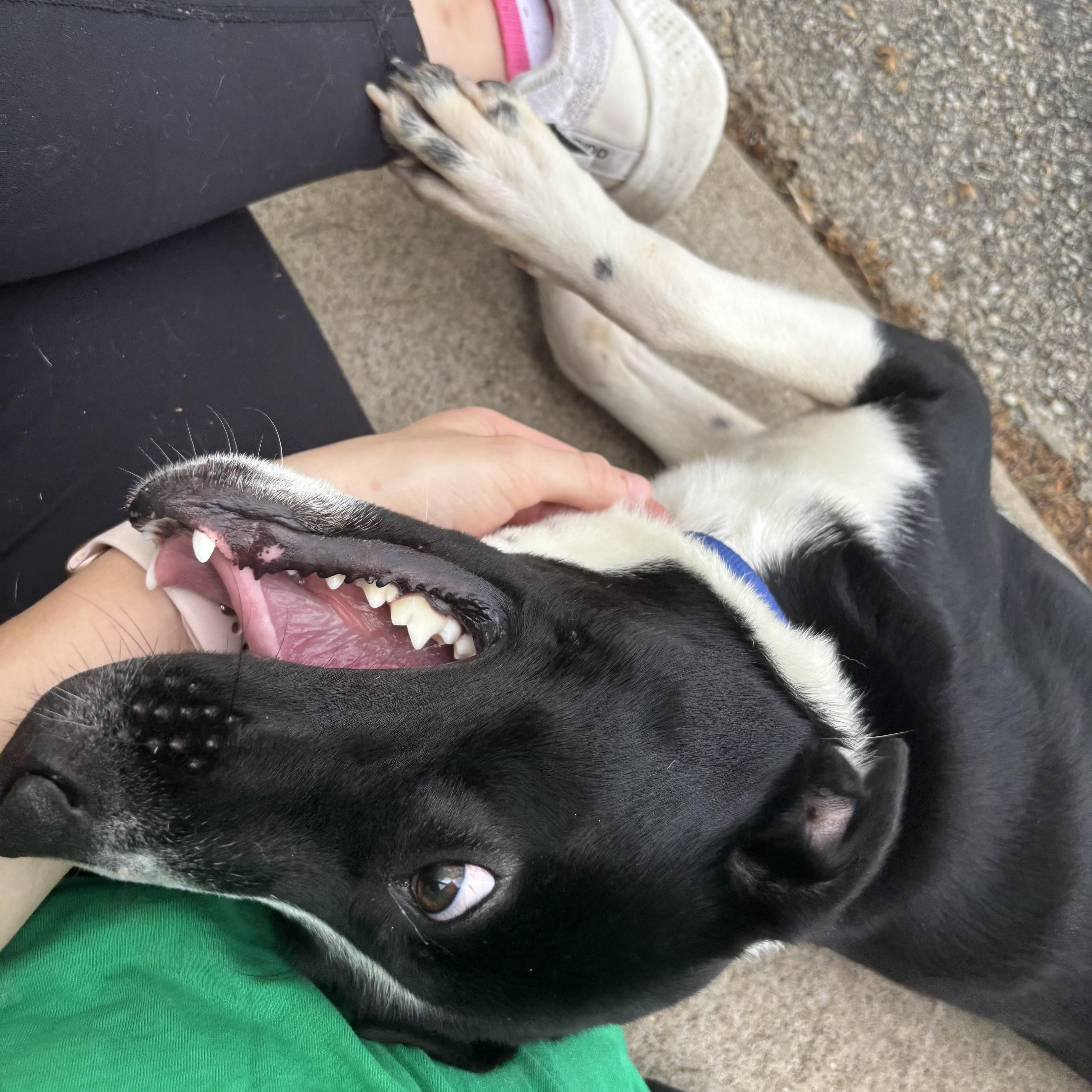 Enlarge Loki, a Adoptable mixed breed in Waynesburg, PA image 8/9