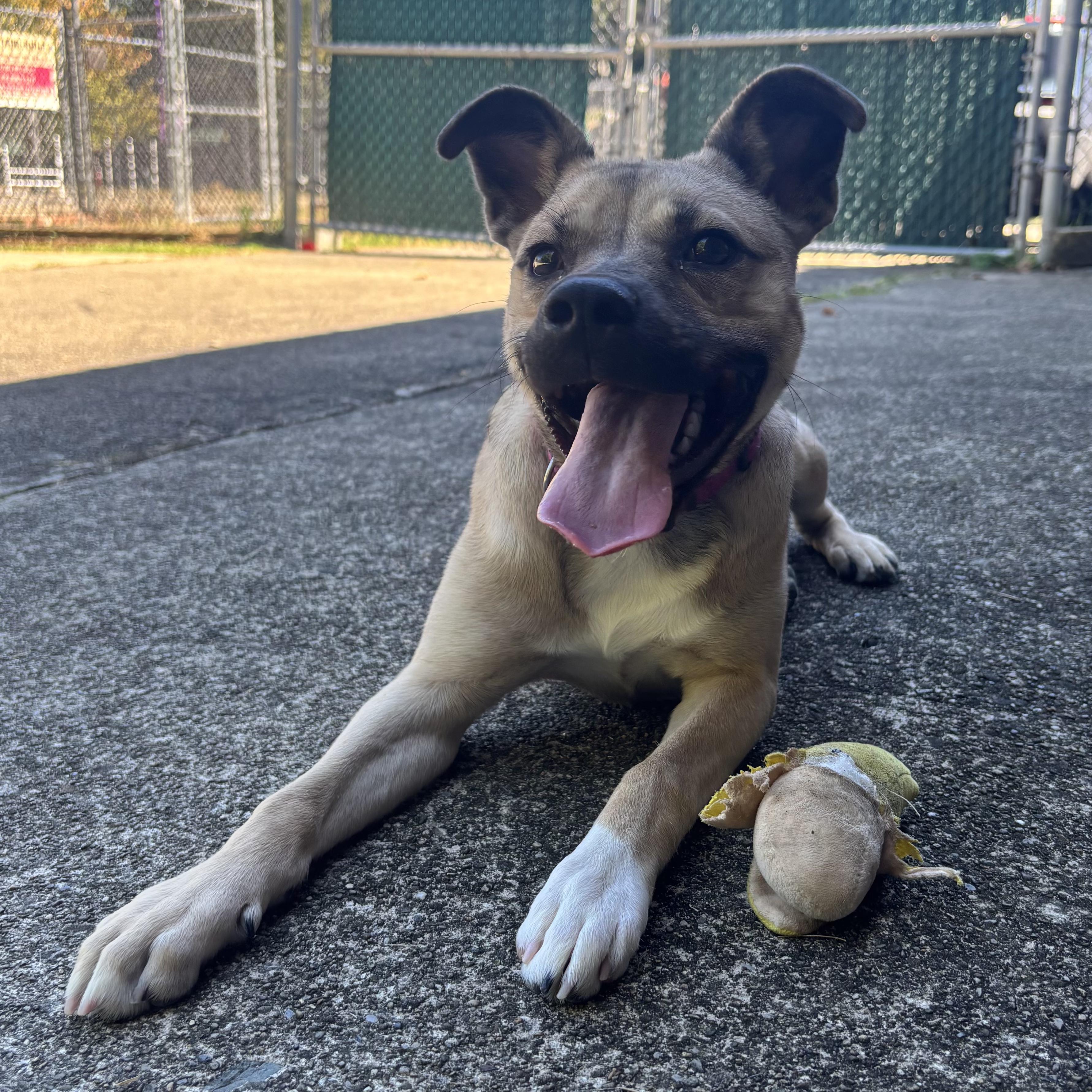 Loki, a Adoptable mixed breed in Waynesburg, PA image 4/9