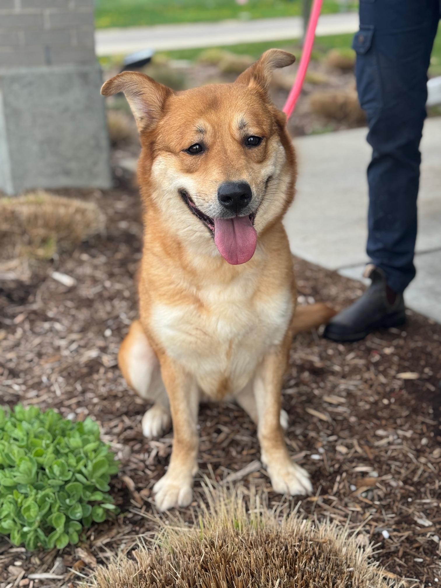 Enlarge Lennon, an adoptable mixed breed in Benton Harbor, MI image 1/6