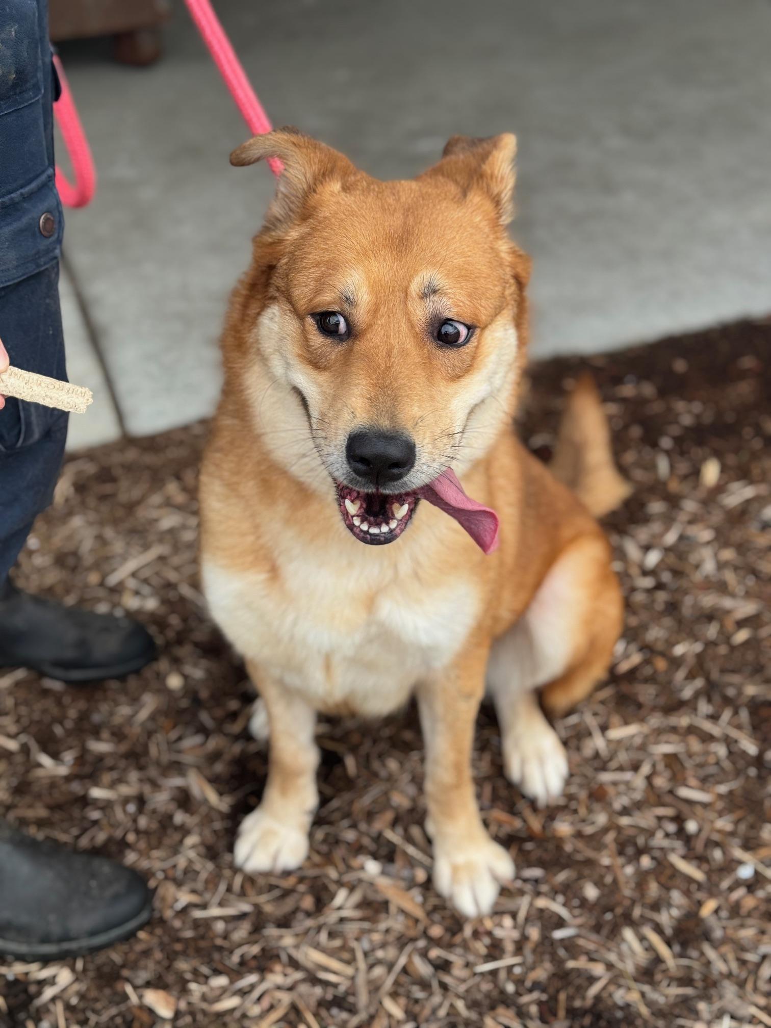 Enlarge Lennon, an adoptable mixed breed in Benton Harbor, MI image 4/6