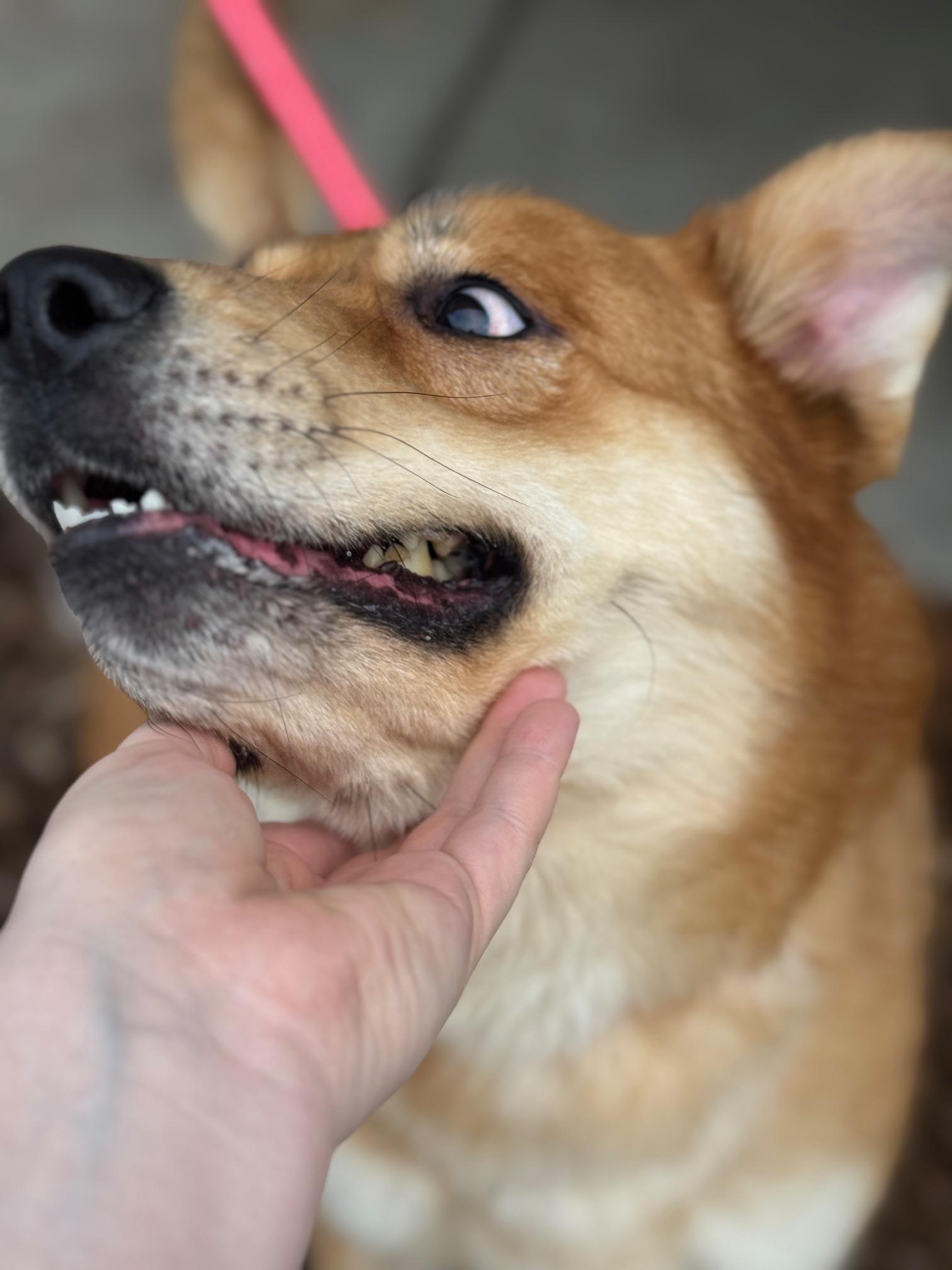 Enlarge Lennon, an adoptable mixed breed in Benton Harbor, MI image 5/6