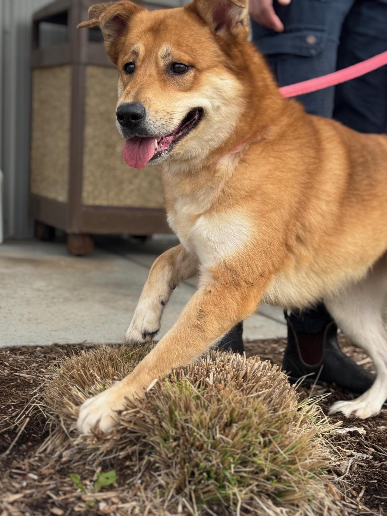 Enlarge Lennon, an adoptable mixed breed in Benton Harbor, MI image 3/6