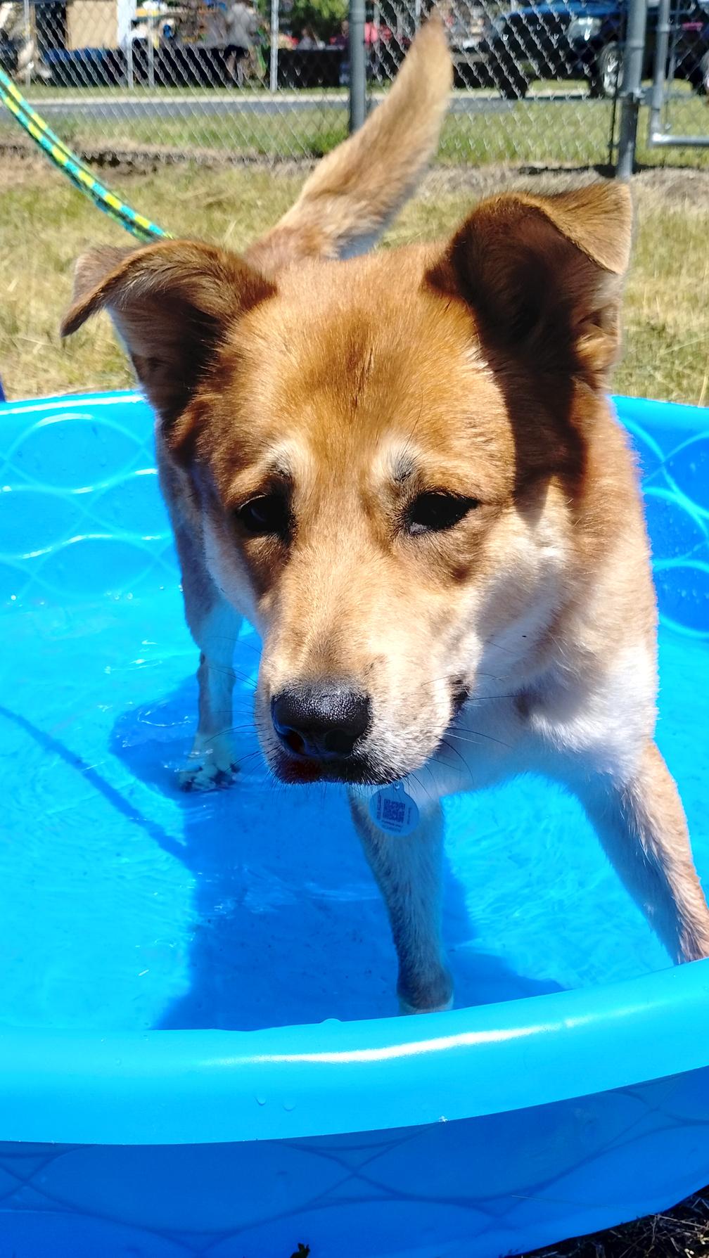 Lennon, adoptable, Adult Female Shepherd & Chow Chow.