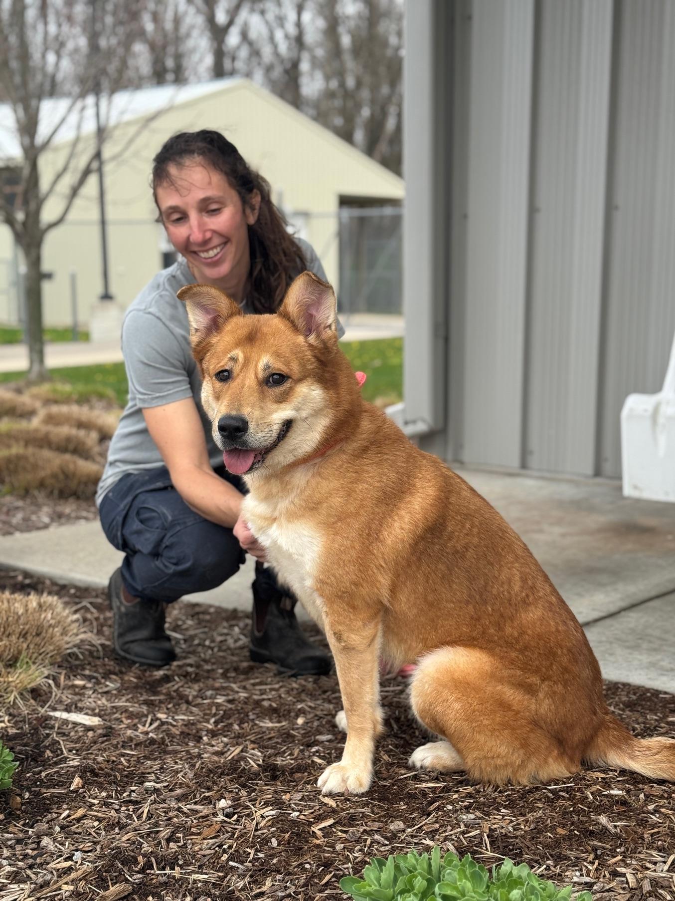 Enlarge Lennon, an adoptable mixed breed in Benton Harbor, MI image 2/6