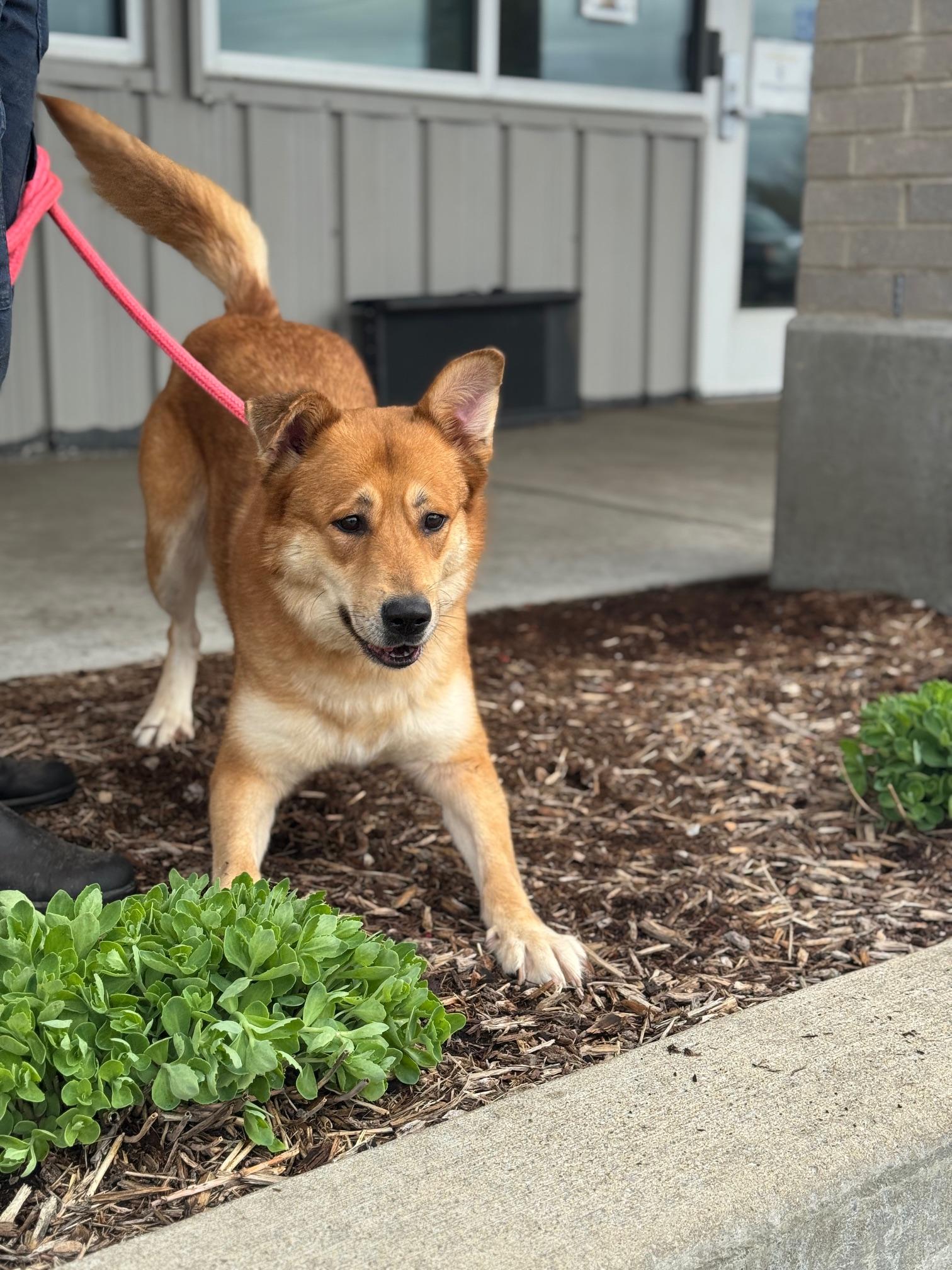 Enlarge Lennon, an adoptable mixed breed in Benton Harbor, MI image 6/6