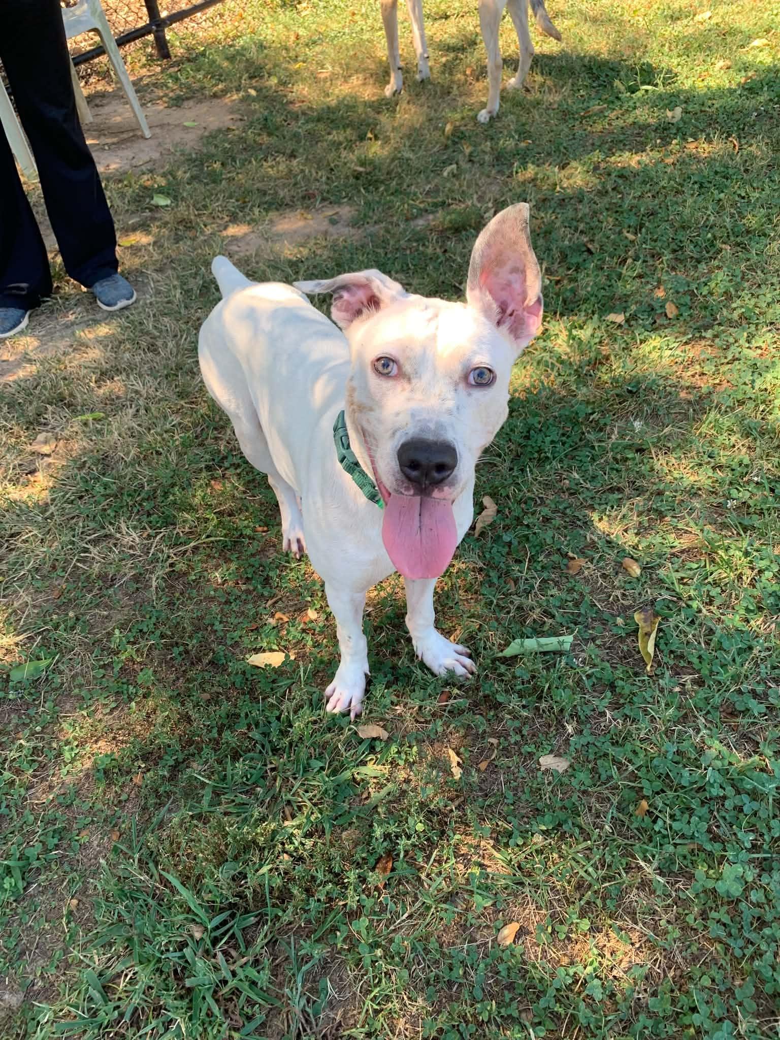 Enlarge Tucson, a Adoptable mixed breed in Douglas, MA image 2/6