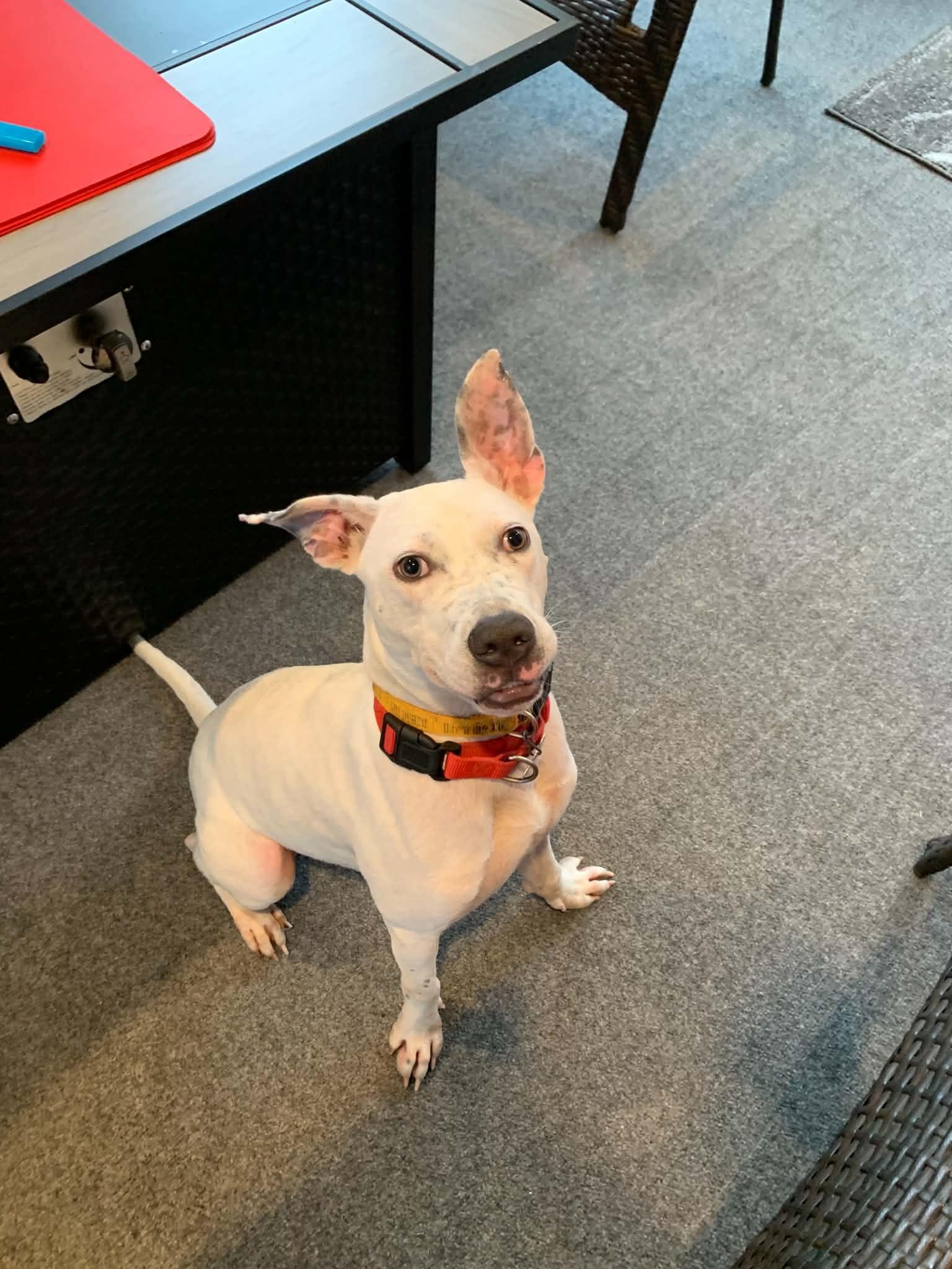 Tucson, Adoptable, Young Male Mixed Breed.