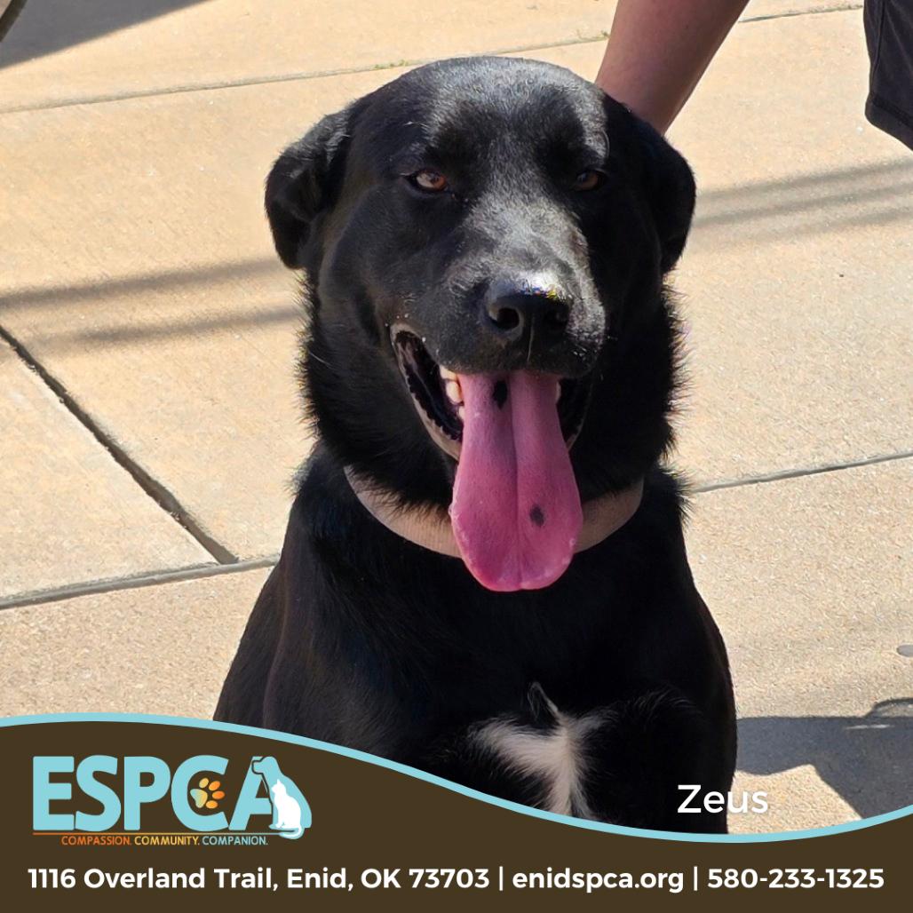 Enlarge Zeus, a Adoptable mixed breed in Enid, OK image 1/5