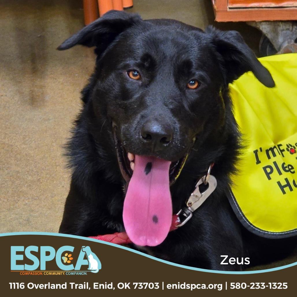 Enlarge Zeus, a Adoptable mixed breed in Enid, OK image 2/5