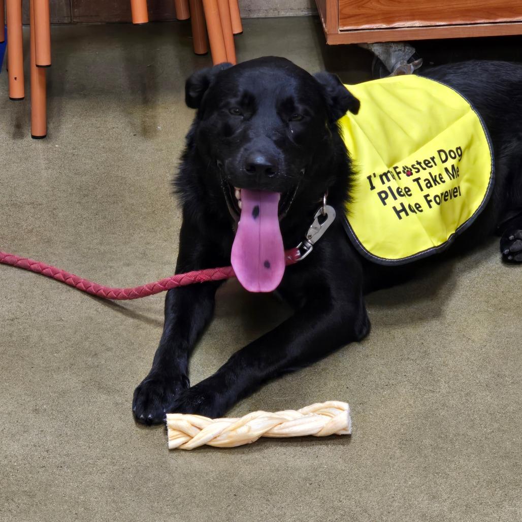 Zeus, Adoptable, Adult Male Black Labrador Retriever & Mixed Breed.