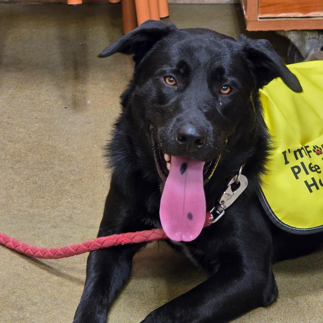 Enlarge Zeus, a Adoptable mixed breed in Enid, OK image 3/5