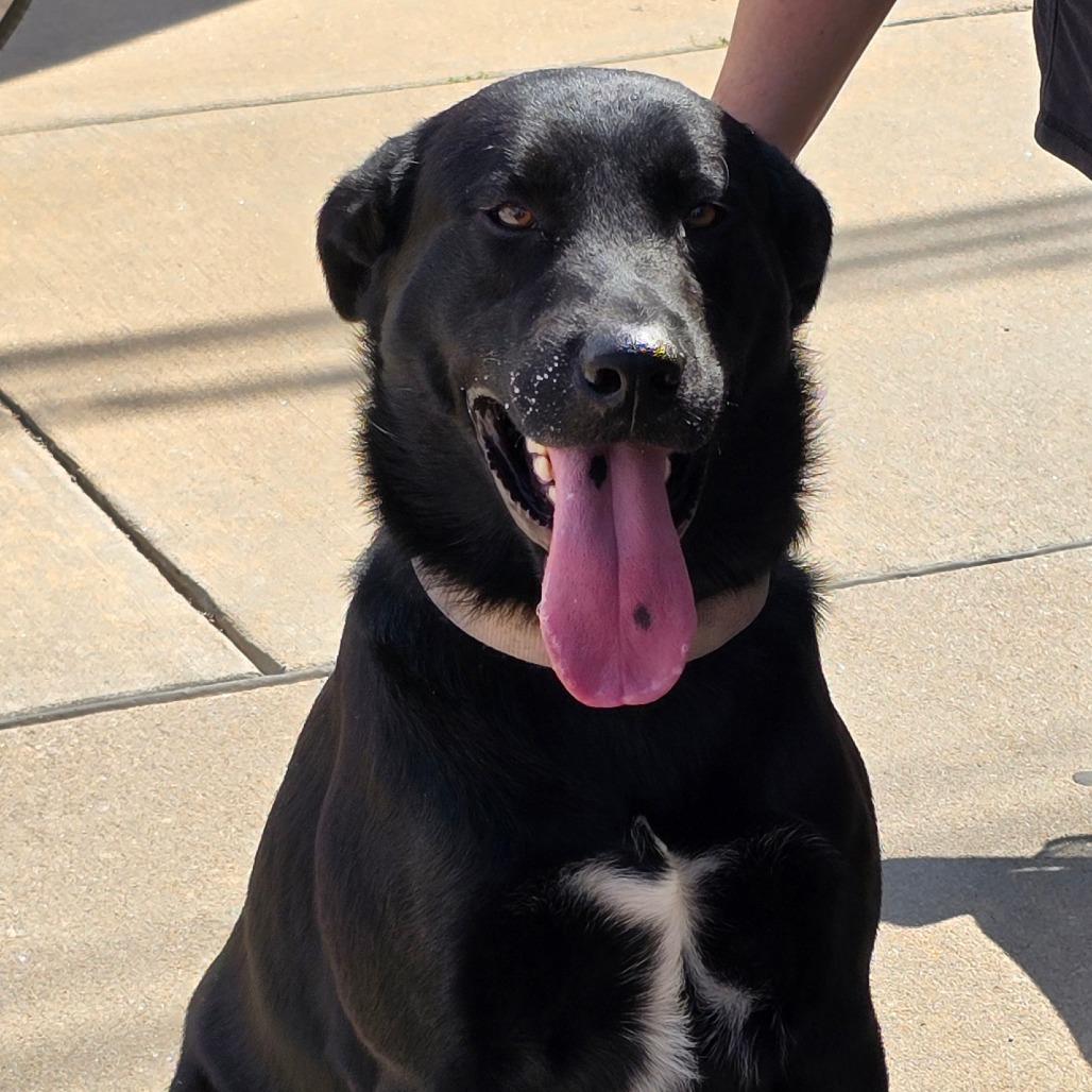 Enlarge Zeus, a Adoptable mixed breed in Enid, OK image 4/5