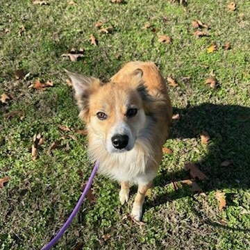 Henry, a Adoptable mixed breed in Tahlequah, OK image 2/5