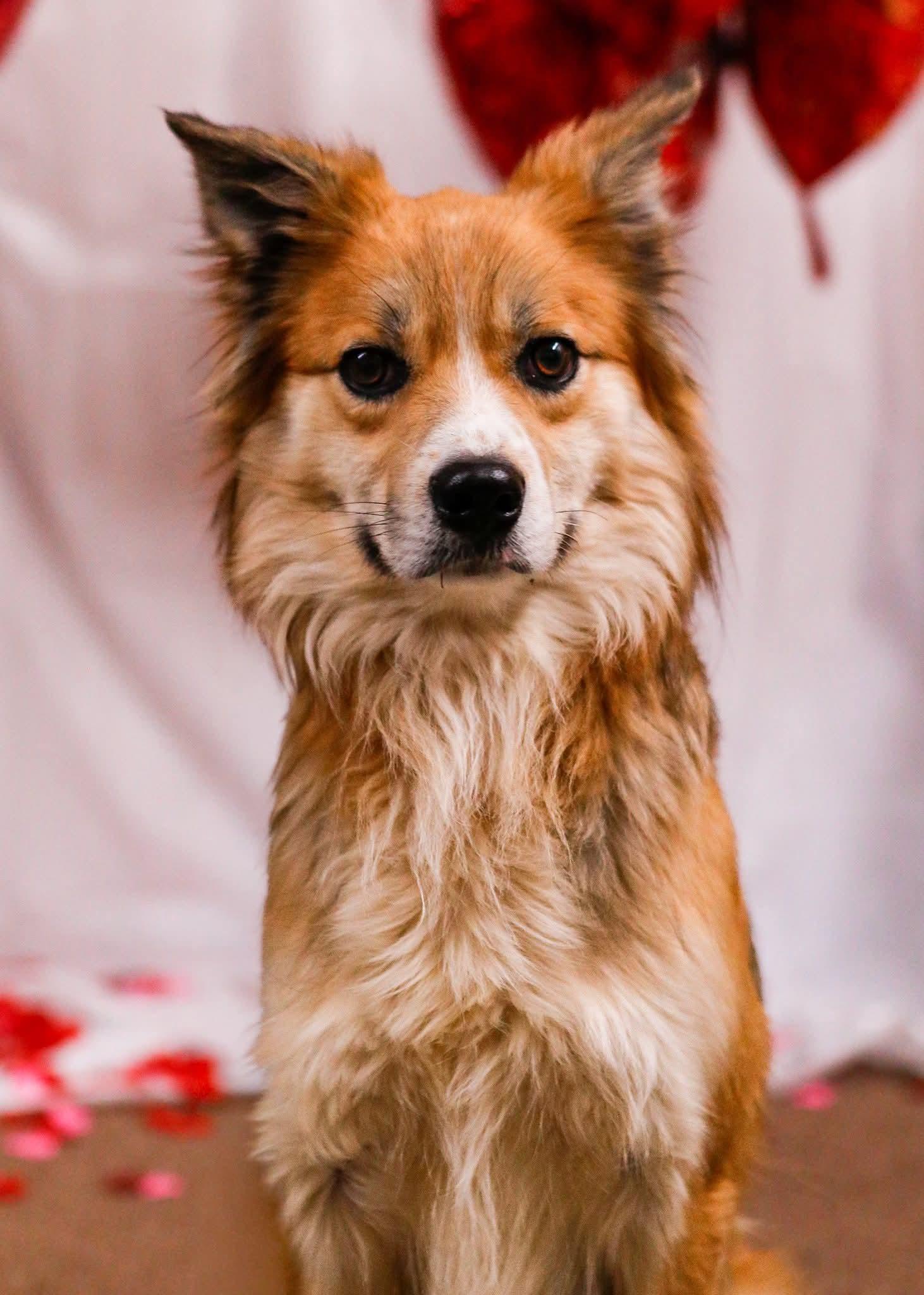 Henry, Adoptable, Adult Male Rough Collie & Great Pyrenees.