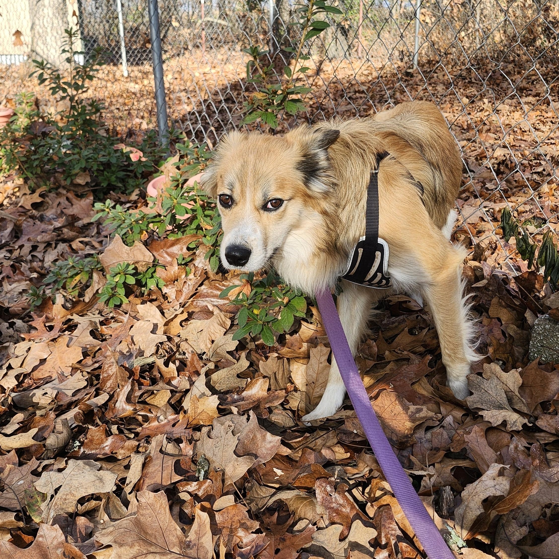 Henry, a Adoptable mixed breed in Tahlequah, OK image 5/5