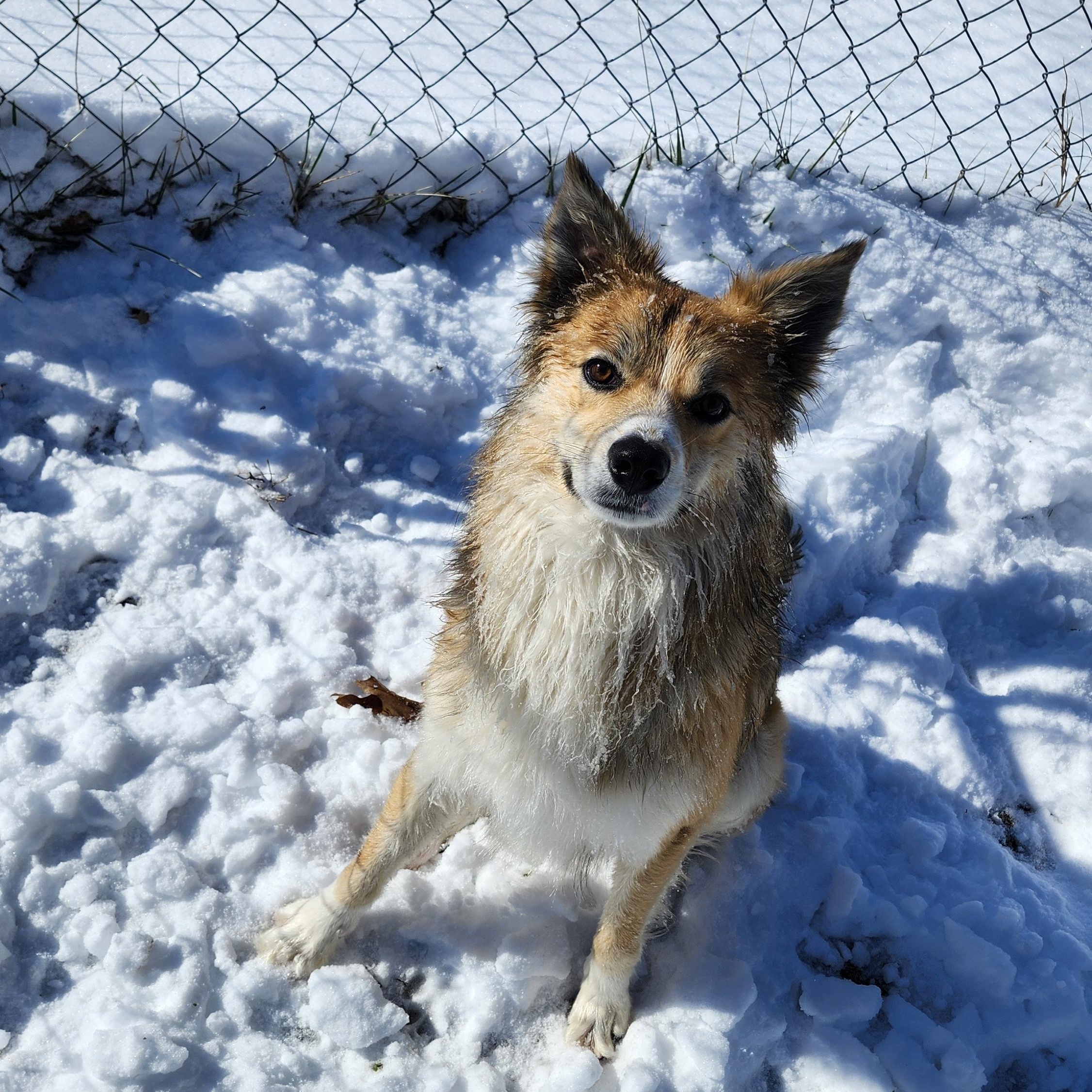 Enlarge Henry, a Adoptable mixed breed in Tahlequah, OK image 3/6