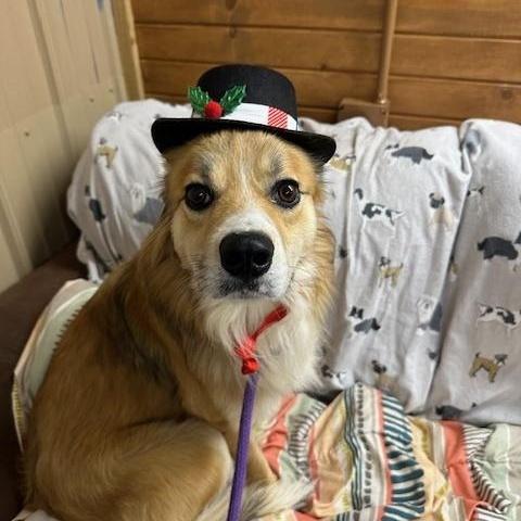 Henry, a Adoptable mixed breed in Tahlequah, OK image 4/6
