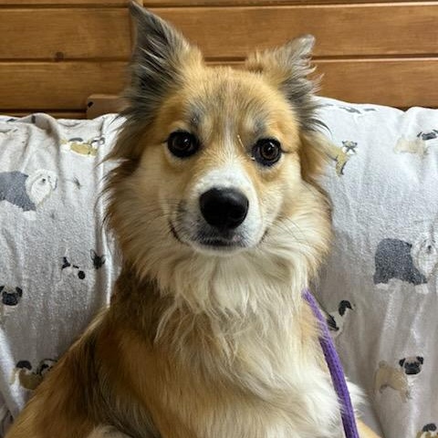 Henry, Adoptable, Adult Male Rough Collie & Great Pyrenees.