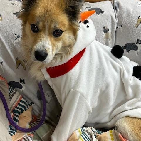 Henry, a Adoptable mixed breed in Tahlequah, OK image 5/6