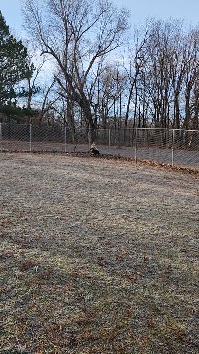 Enlarge Henry, a Adoptable mixed breed in Tahlequah, OK video 6/6