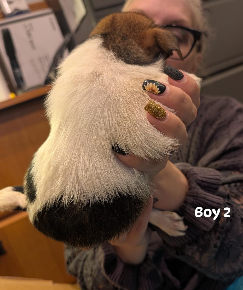 Enlarge Scotch boy 2, a Adoptable mixed breed in Brockport, NY image 3/3