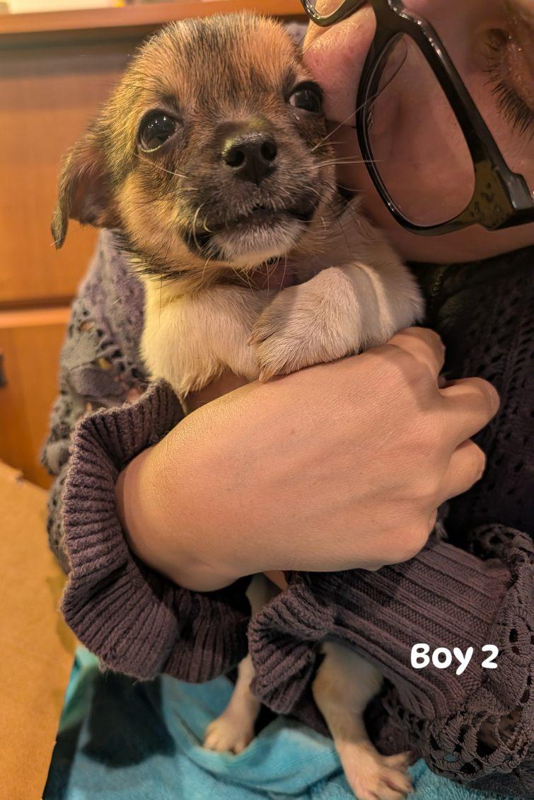 Enlarge Scotch boy 2, a Adoptable mixed breed in Brockport, NY image 1/3