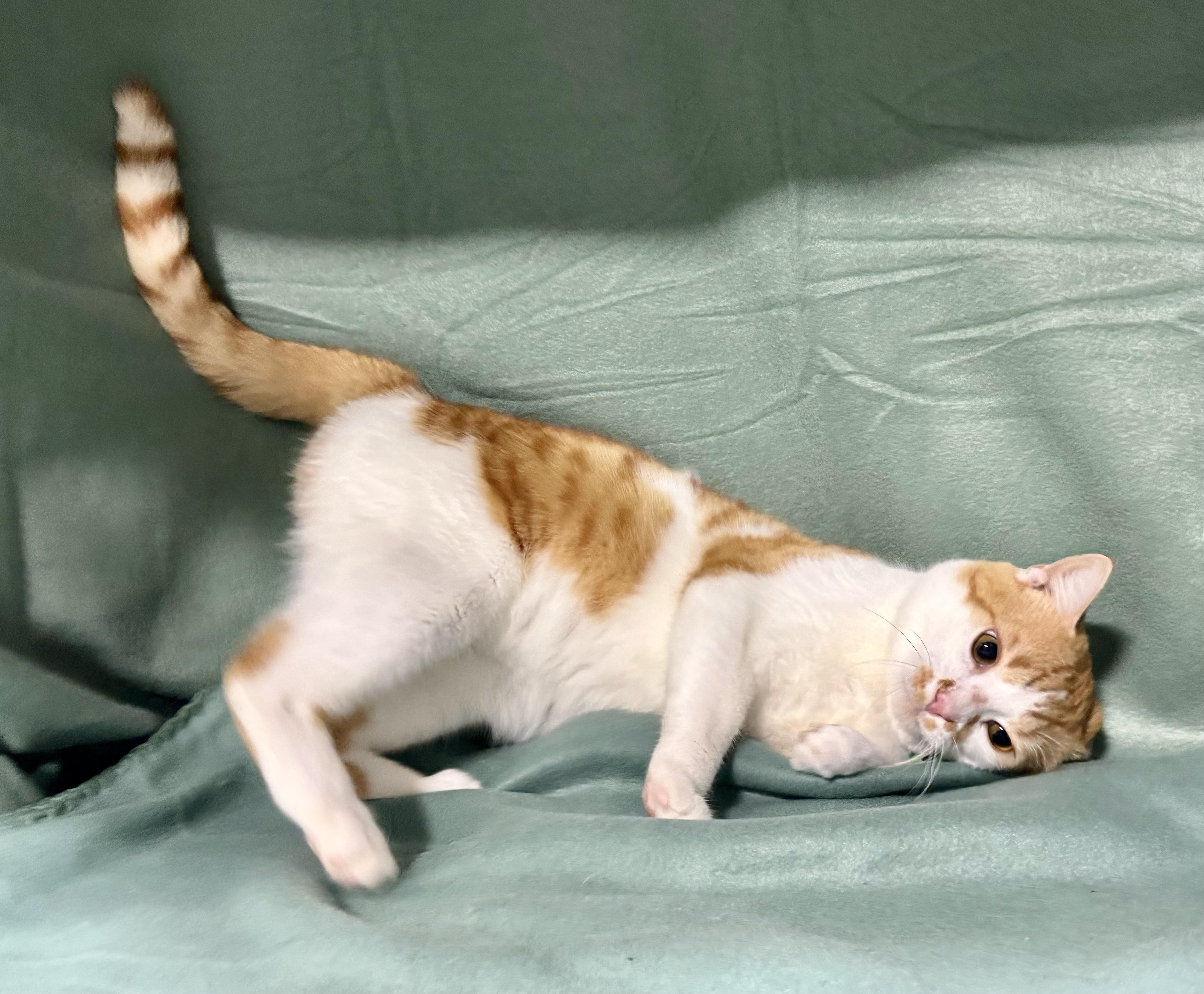 BANKS, a Adoptable mixed breed in Beechbottom, WV image 2/3