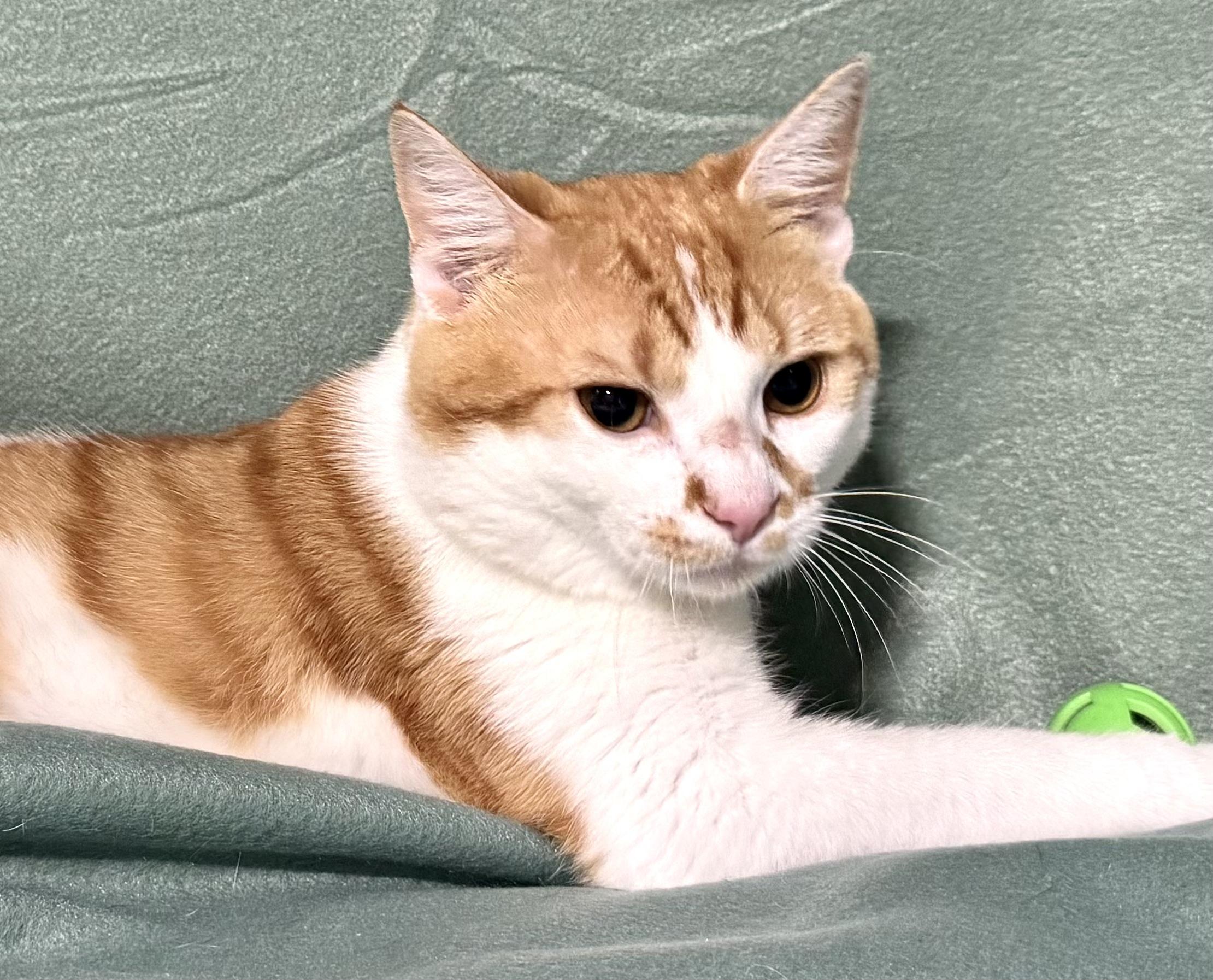 BANKS, Adoptable, Adult Male Domestic Short Hair.