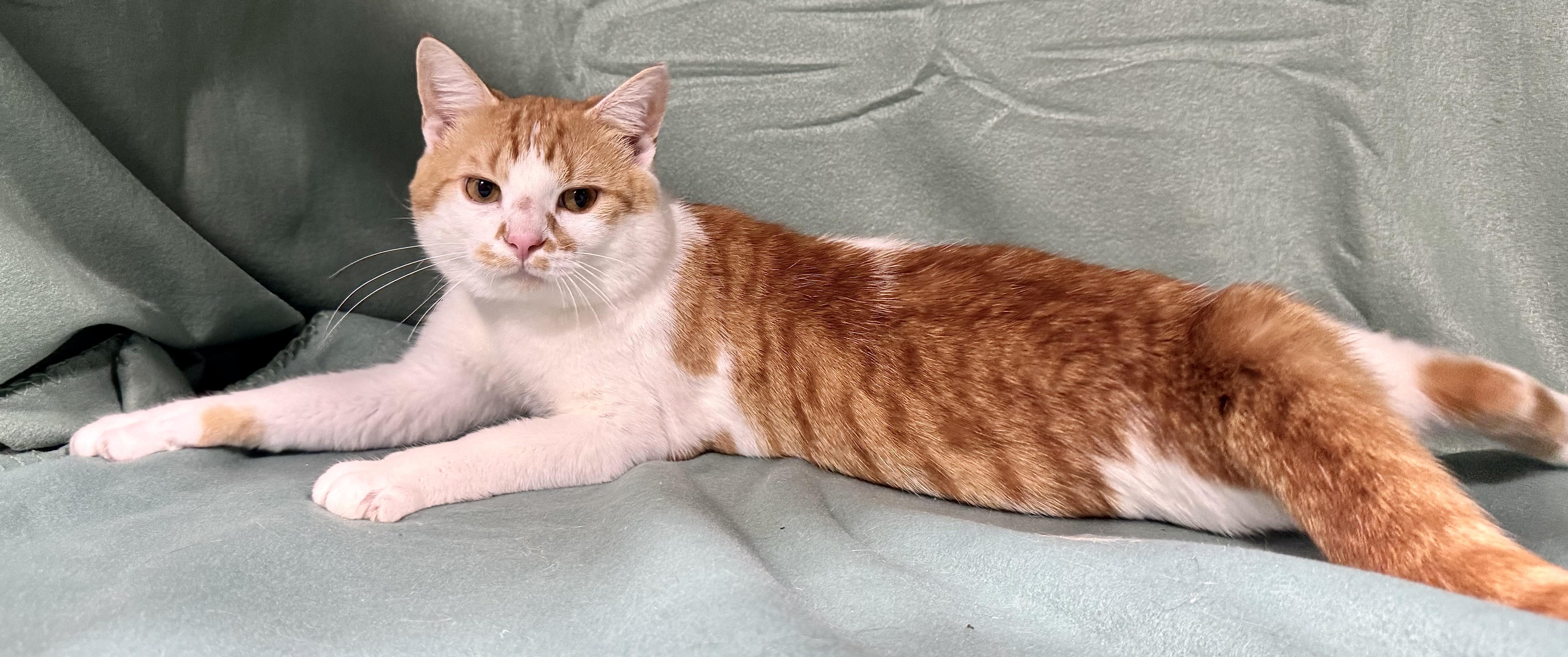 BANKS, a Adoptable mixed breed in Beechbottom, WV image 3/3