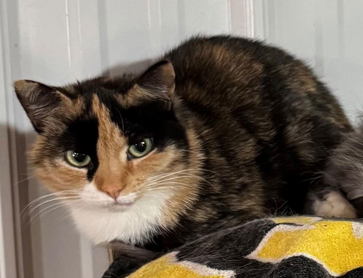 Phyllis Diller, a Adoptable mixed breed in Apollo, PA image 1/6