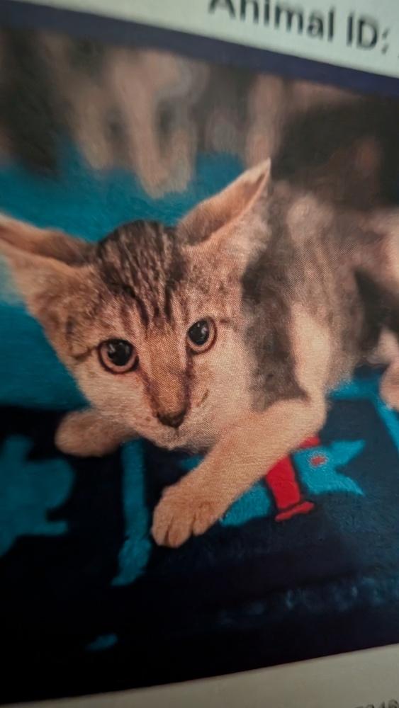 Shelby, Adoptable, Kitten Female Domestic Short Hair.